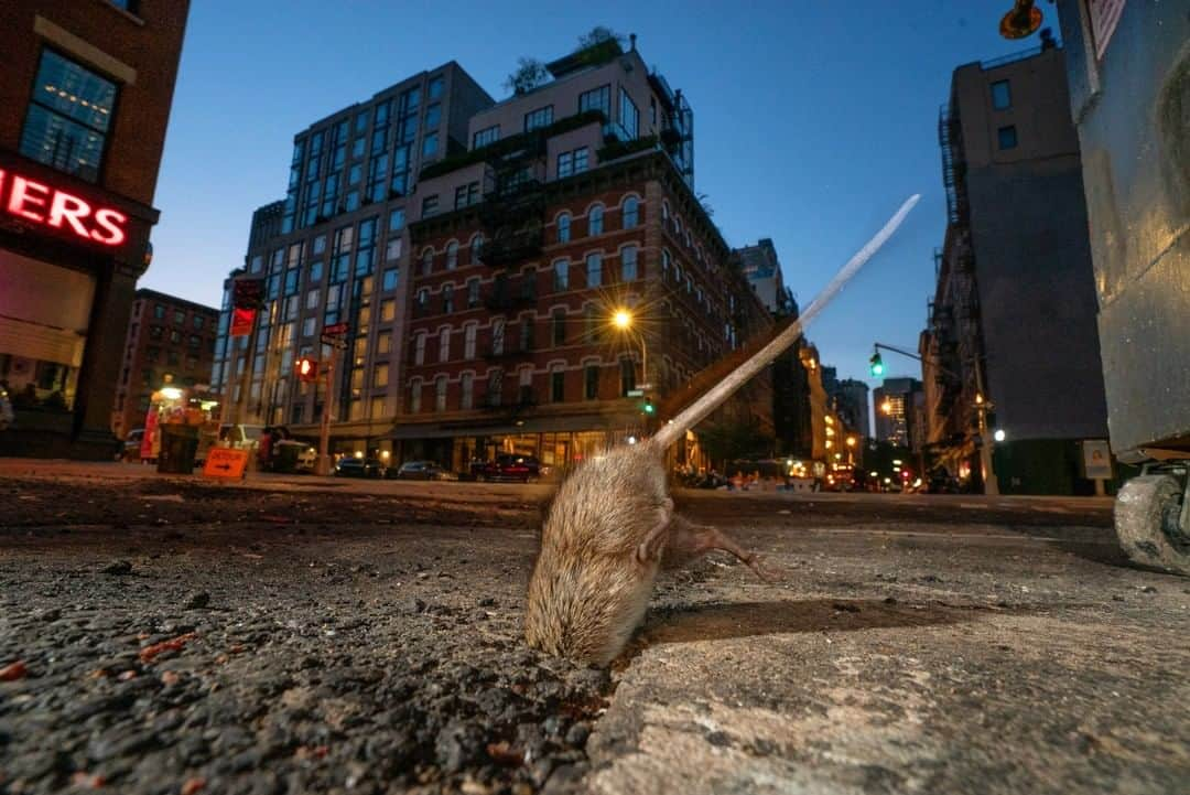 ナショナルジオグラフィックさんのインスタグラム写真 - (ナショナルジオグラフィックInstagram)「Photo by Charlie Hamilton James @chamiltonjames | A rat dives for cover down a tiny roadway hole in the Tribeca area of Manhattan. The widest structural part of a rat's body is its skull:  so if it can fit that down a hole, then its body can follow. Shot for @natgeo.」4月14日 2時08分 - natgeo