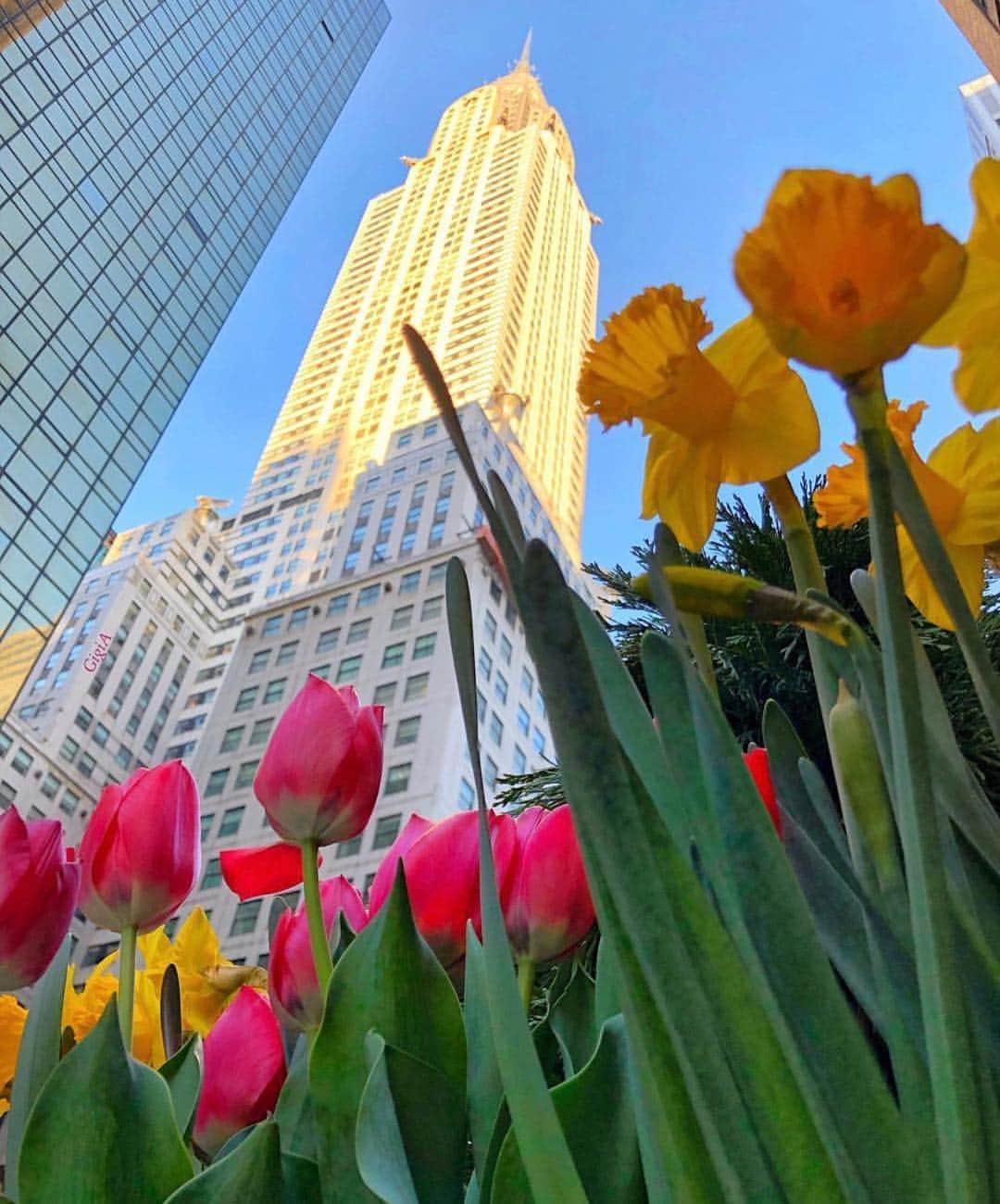 ボンド・ナンバーナインさんのインスタグラム写真 - (ボンド・ナンバーナインInstagram)「Spring flowers in bloom near Grand Central Terminal. Captured by @gigi.nyc  #bondno9 #bondno9ny #newyork #newyorkcity #nyc #spring #flowers #grandcentralstation #fragrance #perfume #love」4月14日 2時30分 - bondno9ny