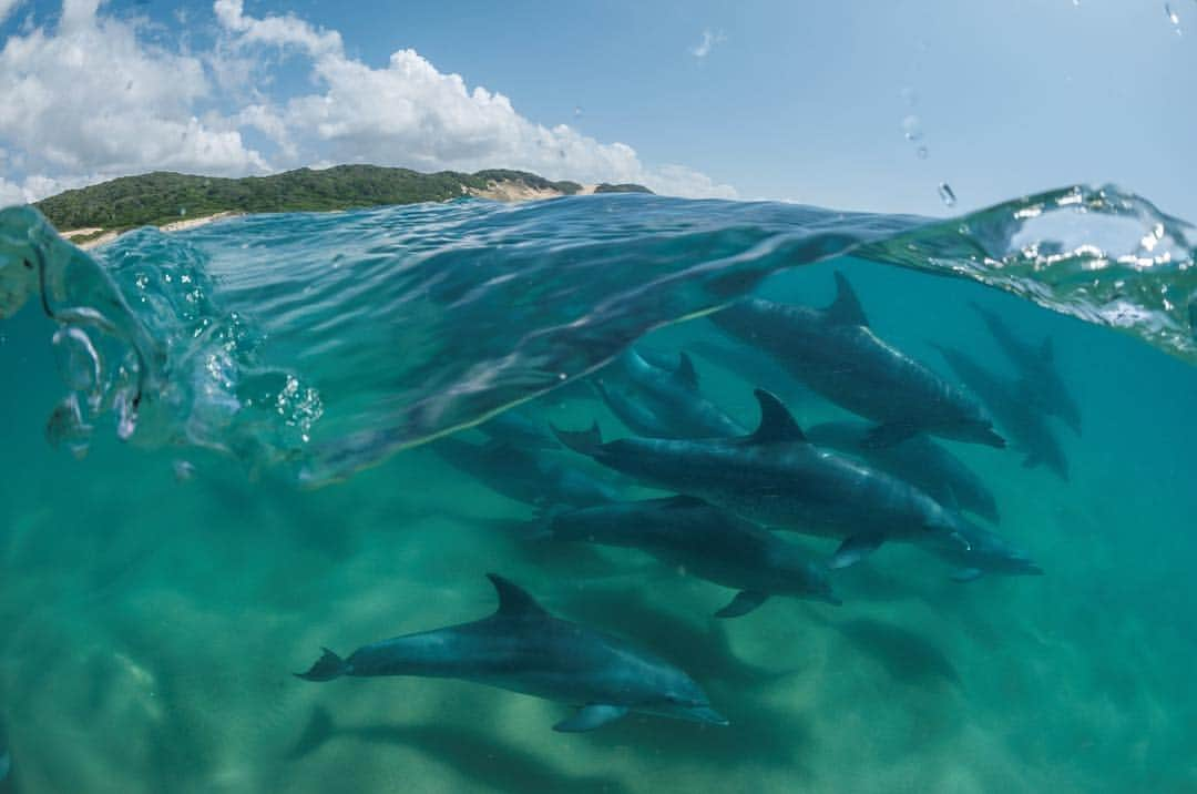 National Geographic Creativeさんのインスタグラム写真 - (National Geographic CreativeInstagram)「Photo by @thomaspeschak | Off the coast of Mozambique, in the Ponta Do Ouro Marine Reserve, bottlenose dolphins swim in the clear shallow water. This image is available as a limited-edition fine art print at any of the National Geographic Fine Art Galleries. Visit @natgeofineart to learn more. #Dolphins #Underwater #FineArt」4月14日 3時01分 - natgeointhefield