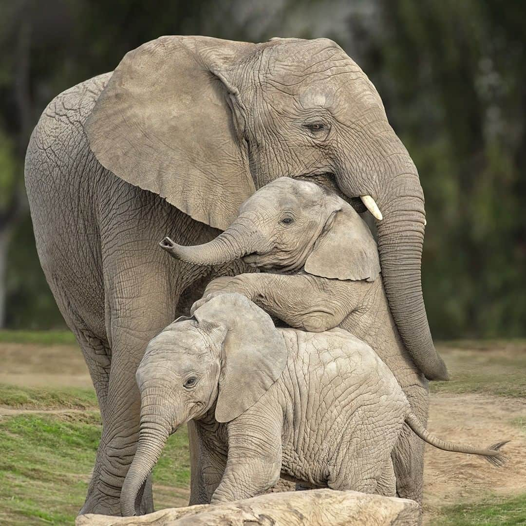 San Diego Zooのインスタグラム