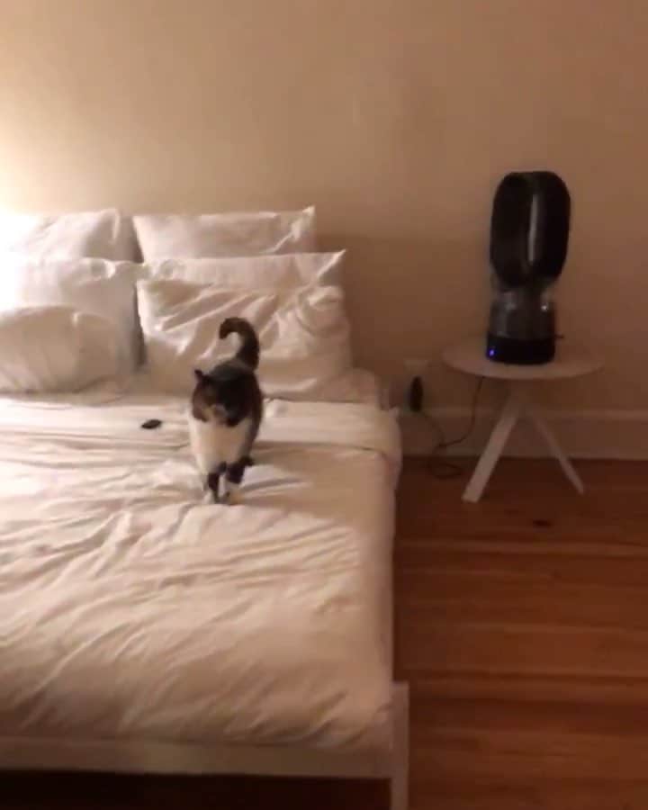 Pudgeのインスタグラム：「Pudge knows the secret to youthful skin is 💧hydration 💧 She likes to sit right in front of the humidifier and soak it all up. Who thinks it sounds like she’s saying “yeah” when I ask if she likes it? 🙋🏻‍♀️😹 (honestly though, she has dry skin and the tiniest nose... so I think she really does enjoy it) @dyson #dyson #dysonhumidifier #NotSponsored #JustPudgeApproved」