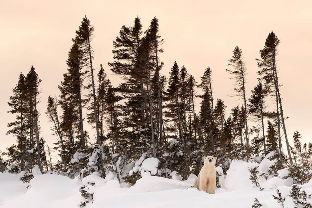 National Geographic Travelさんのインスタグラム写真 - (National Geographic TravelInstagram)「Photo by @daisygilardini | A mother bear with her two newborns rests in a day den while on her way to the frozen ice of Hudson Bay. Once she leaves the maternity den and the trek begins, she will stop periodically to nurse and rest. Day dens are wind-protected areas, where snowdrifts and surrounding trees create a natural shelter from the elements. Follow me @daisygilardini for more images and behind-the-scenes stories. #polarbear #bear #polar #wapusknationalpark #conservation」4月14日 4時02分 - natgeotravel