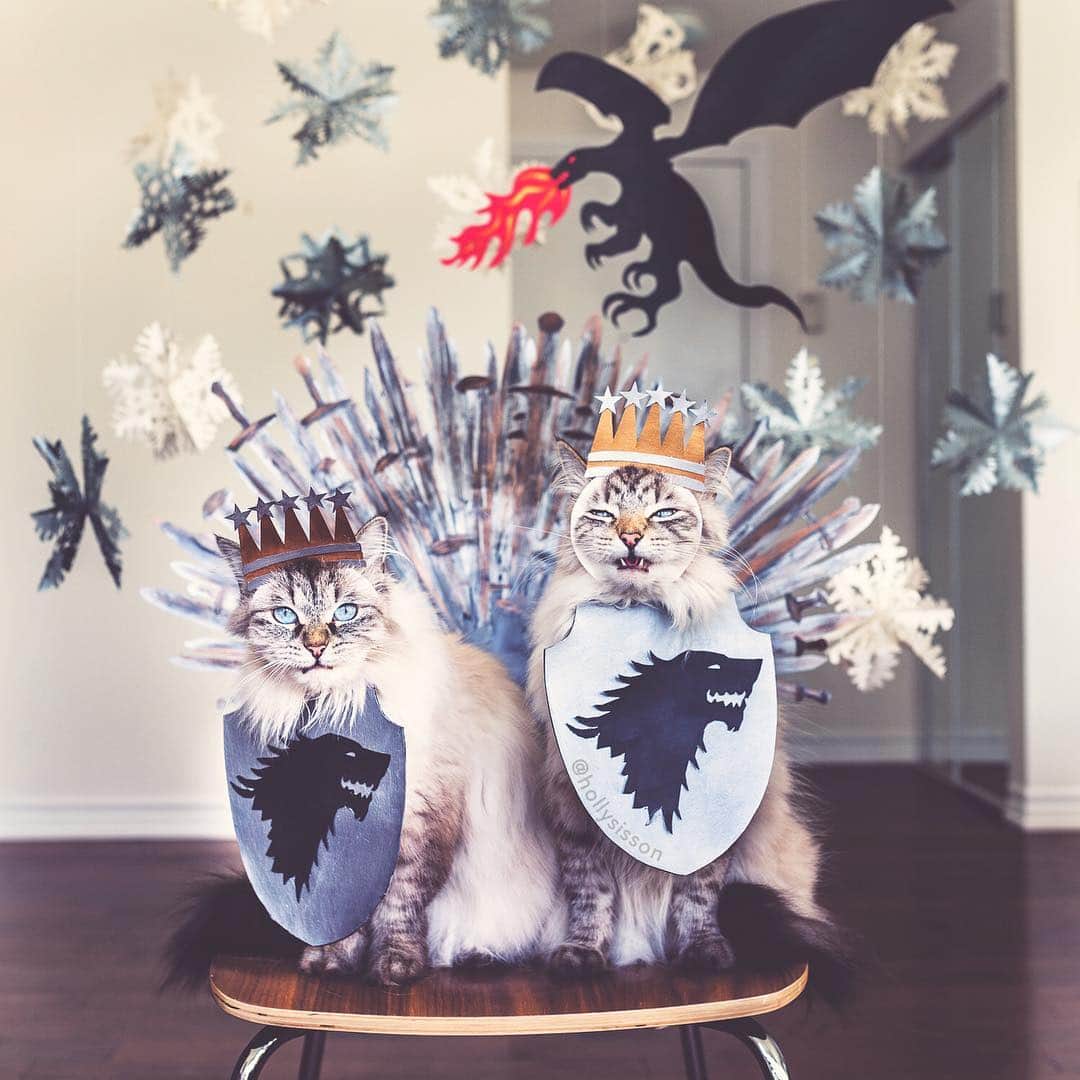 Holly Sissonさんのインスタグラム写真 - (Holly SissonInstagram)「Who will rule the throne? So excited to see the final season of #GoT! How about you? #winteriscoming #cat #SiberianCat #framedfurryfaces #gameofthrones #whpvibes (See more of Alice, Finnegan, and Oliver, on @pitterpatterfurryfeet) ~ Canon 1D X + 35 f1.4L @ f3.5 See my bio for full camera equipment information plus info on how I process my images. 😊 ~ @bestmeow #bestmeow」4月14日 4時05分 - hollysisson