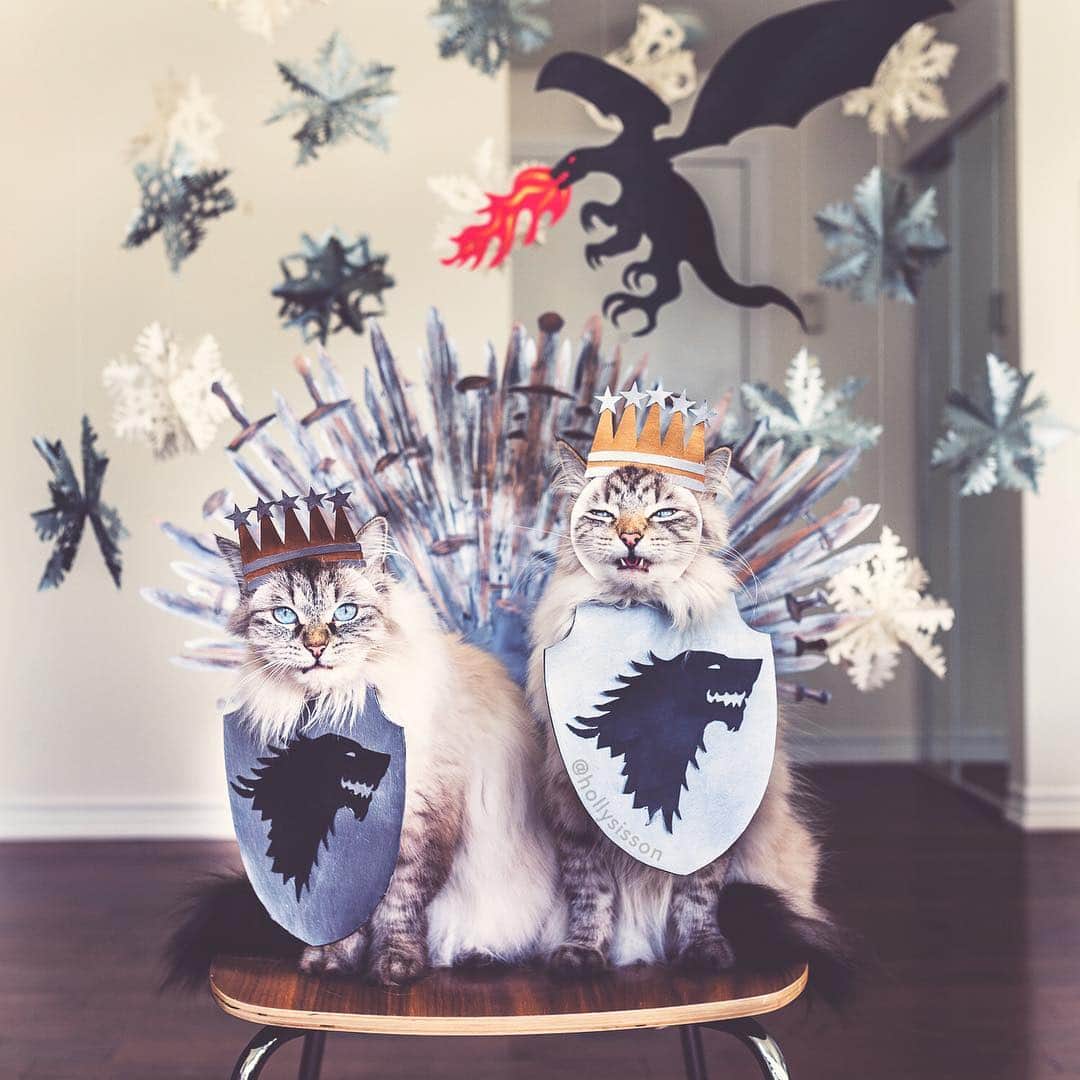 Holly Sissonのインスタグラム：「Who will rule the throne? So excited to see the final season of #GoT! How about you? #winteriscoming #cat #SiberianCat #framedfurryfaces #gameofthrones #whpvibes (See more of Alice, Finnegan, and Oliver, on @pitterpatterfurryfeet) ~ Canon 1D X + 35 f1.4L @ f3.5 See my bio for full camera equipment information plus info on how I process my images. 😊 ~ @bestmeow #bestmeow」