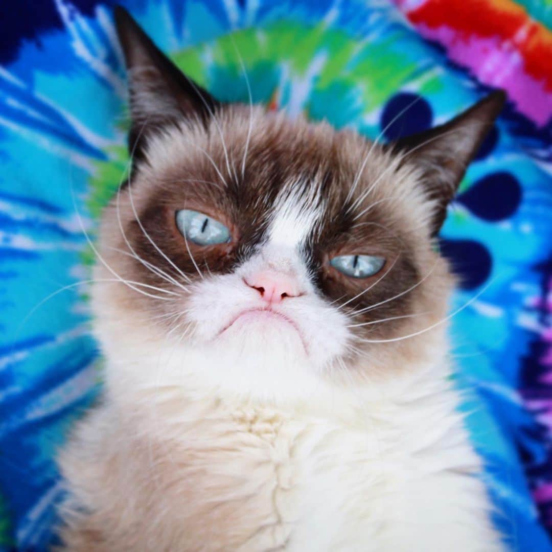 Grumpy Catさんのインスタグラム写真 - (Grumpy CatInstagram)4月14日 4時10分 - realgrumpycat