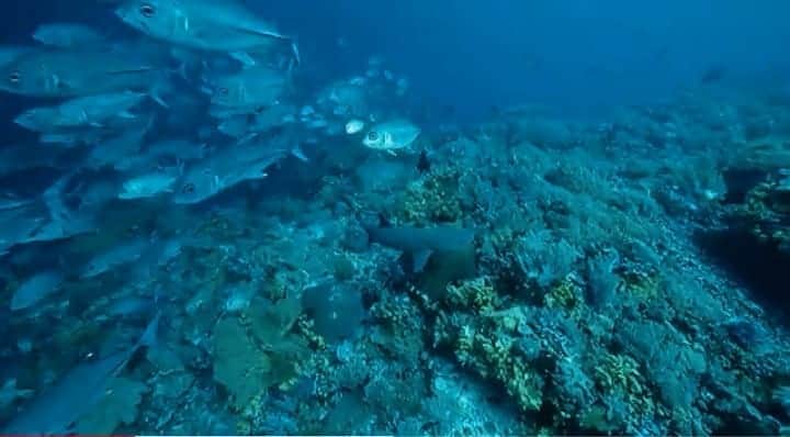 松坂南さんのインスタグラム写真 - (松坂南Instagram)「こちらも観光省さま映像より  #フィリピン観光省  #フィリピンにいるサメの一部」4月14日 4時38分 - minami_matsuzaka