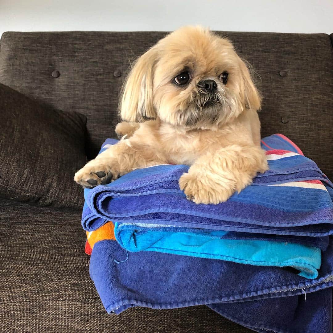 Dougie the Shih Tzuさんのインスタグラム写真 - (Dougie the Shih TzuInstagram)「Folded clean towels = new bed」4月14日 4時47分 - dailydougie