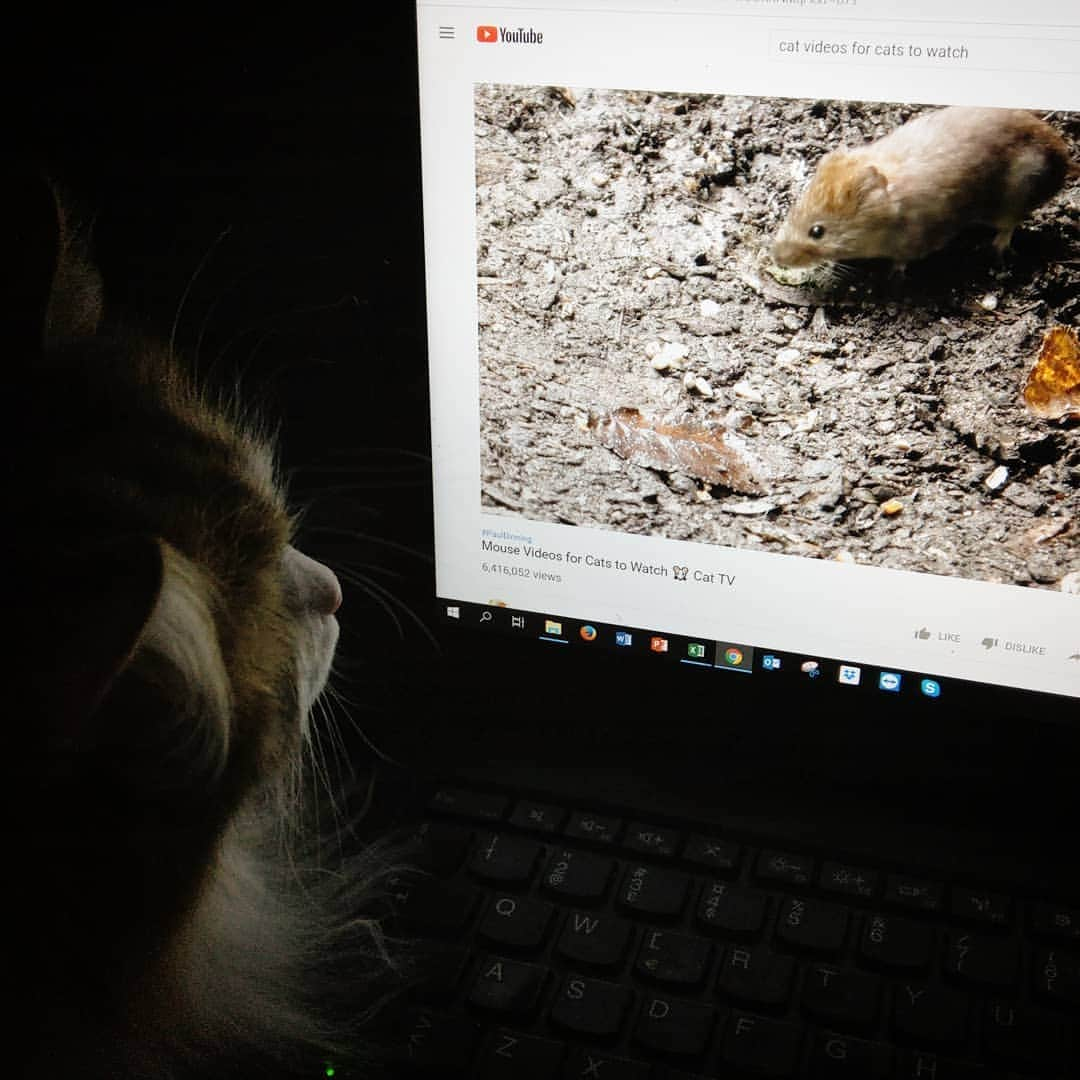 Nila & Miloさんのインスタグラム写真 - (Nila & MiloInstagram)「Nemi contemplates setting up a Youtube account, while being mesmerized by Cat TV. 😂❤️ #youtuberlife #cattv #siberian」4月14日 4時40分 - nilamilo