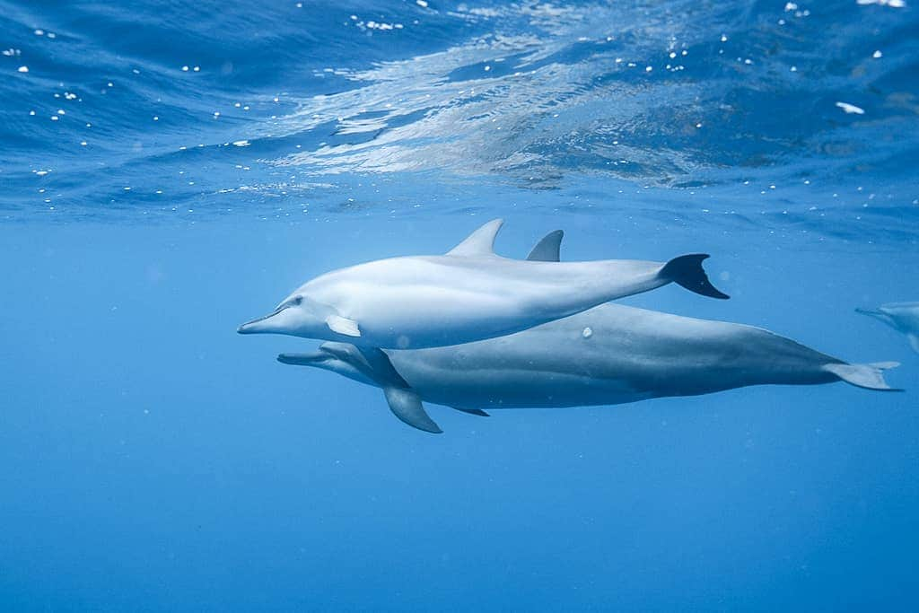 And Youさんのインスタグラム写真 - (And YouInstagram)「Spinner dolphins might all look relatively the same to us, but scientists can tell them apart from small markings in their fins, differences in coloration and more 🌊. . . We're pretty sure we all look the same to them, too 😄. #dolphin #ocean #dolphintour #swimwithdolphins #unrealhawaii」4月14日 4時54分 - dolphinsandyou