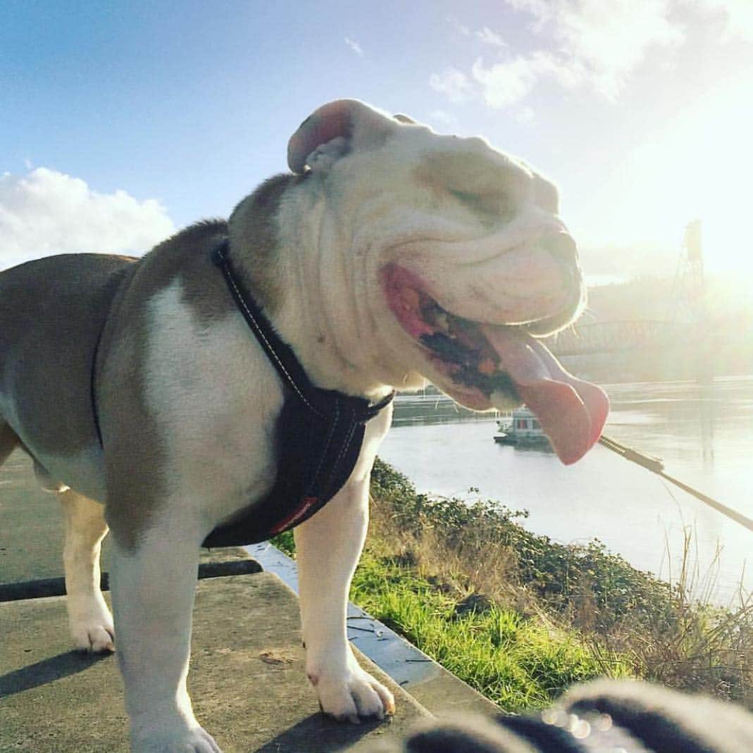 Bodhi & Butters & Bubbahさんのインスタグラム写真 - (Bodhi & Butters & BubbahInstagram)「You’re my sunshine ☀️ on a cloudy ⛅️ day 💕 . . . . #spring #summer #sun #bulldog #love #puppy #smile #weekend」4月14日 5時08分 - keonistuff