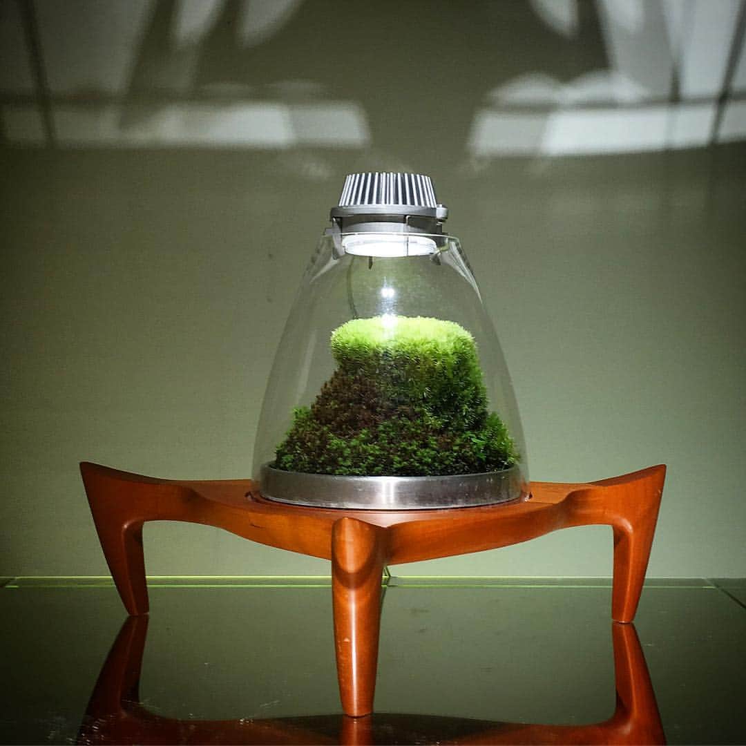 Mosslight-LEDさんのインスタグラム写真 - (Mosslight-LEDInstagram)「#mosslight#モスライト#苔#コケ#mossy#mossa#moss#terrarium #テラリウム#indoorgreen#plants#コケテラリウム#mossterrarium#mossarium#照明器具#lightingfixture#コケあかり#LED照明付テラリウム#パルダリウム#paludarium#インドアグリーン#照明デザイン#mosslightled」4月14日 5時30分 - mosslight1955