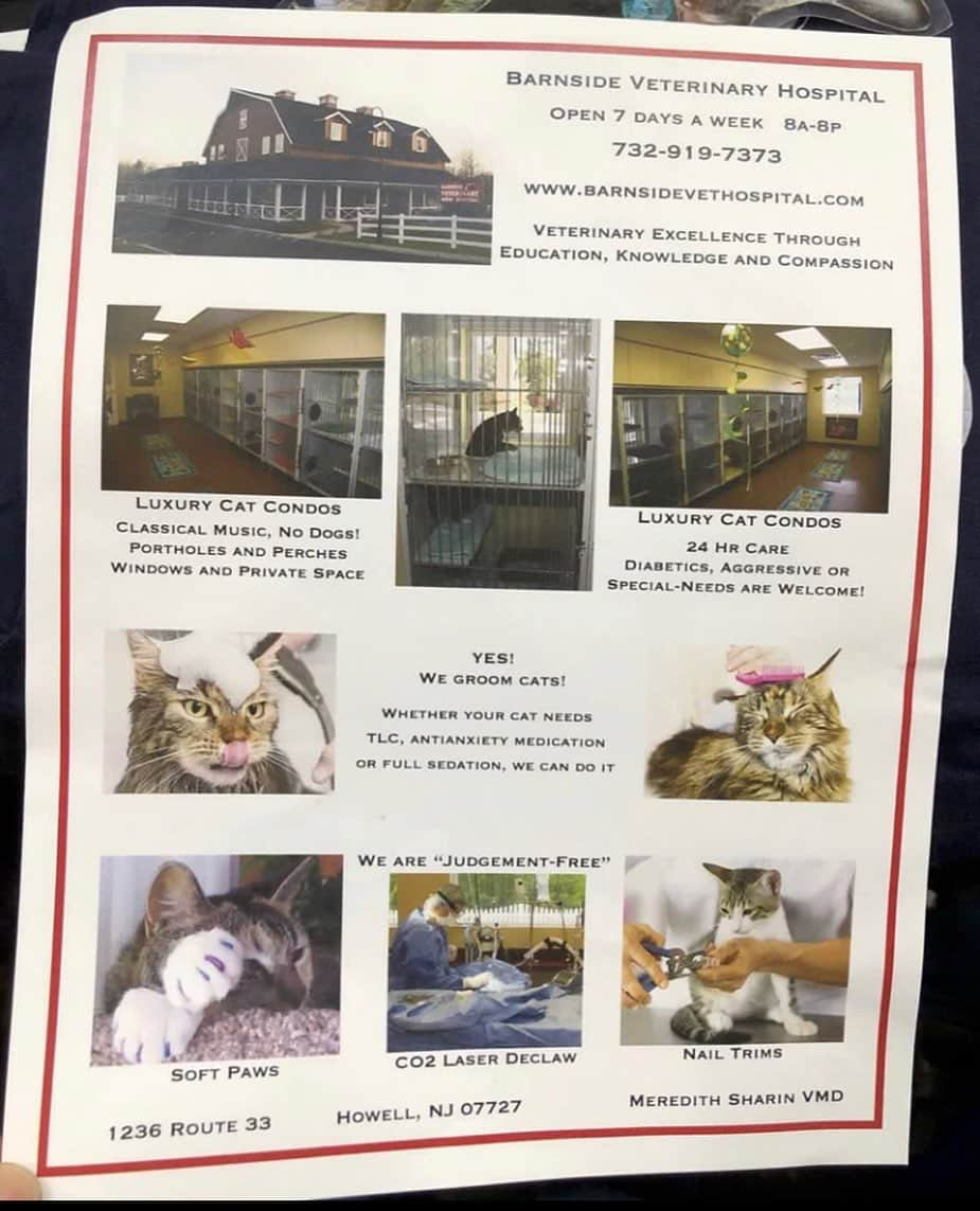 City the Kittyさんのインスタグラム写真 - (City the KittyInstagram)「We have some breaking news!!!! A New Jersey declawing vet from Barnside Veterinary Hospital was at Catsbury Park Cat Convention @cpcatconvention today and she was passing out these flyers.🙀🙀🙀😾 . If you look at the bottom of the flyer she is advertising her laser declawing services. 🙀🙀😾 Many exhibitors and convention goers asked her to stop but she wouldn't.  We heard that she was kicked out of the convention! 👍🏻😺😺😺 If anyone was there to witness this, please send us a private message. . This vet has more laser declaw info on her website.😾😾 Cat conventions should be all about giving LOVE to cats and helping their welfare and not about mutilating and harming them!!!😾 . Please keep respectfully educating the public about the facts about declawing since most declawing vets are deceiving them about this mutilating procedure! . Laser declawing, which involves BURNING off a cat's toe bones and claws, causes the same long-term negative consequences to the health and well-being of a cat!  These laser declawing vets purchase the $40,000 laser machines and they need to do a lot of toe bone amputations to pay them back. 😞 www.citythekitty.org #pawsneedclaws #TakeTheHighRoad #nj #newjersey #veterinarian #stopdeclawing」4月14日 5時24分 - citythekitty