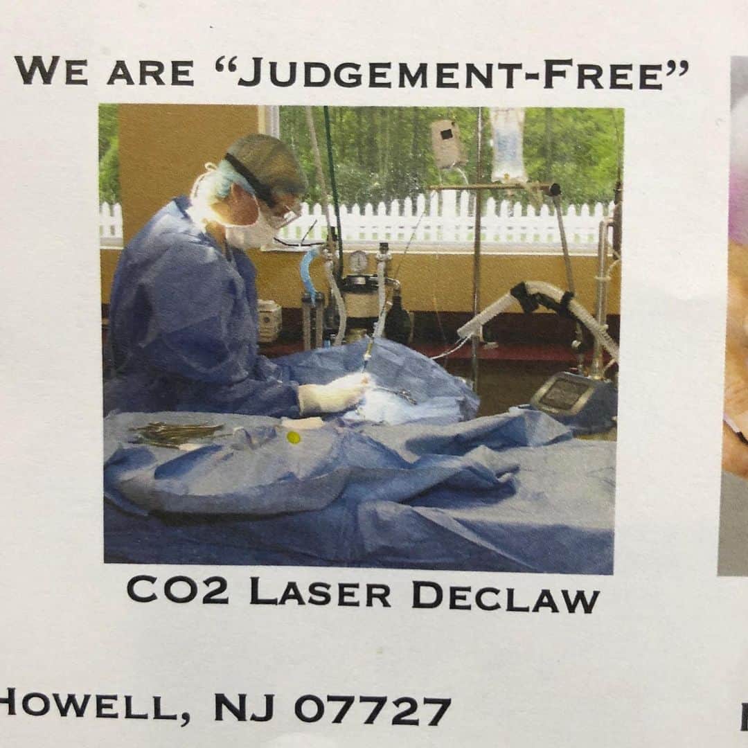 City the Kittyさんのインスタグラム写真 - (City the KittyInstagram)「More info about what happened today. 🙀 A New Jersey declawing vet, Meridith Sharin, from Barnside Veterinary Hospital was an exhibitor at @cpcatconvention today and she was passing out flyers with her laser declawing service on them. . There was an overwhelming response from exhibitors and convention goers to ask her to stop but she wouldn't. The vet told them that she is "pro-choice" when it comes to declawing. 🙀😾 . The owner of the convention was notified and she gave this declawing veterinarian five minutes to remove any declawing info from her exhibit booth. 👍🏻👏🏻👏🏻 The vet evidently wouldn't remove the declawing info so security told her that she had to leave. 👍🏻👏🏻👏🏻👏🏻 This vet threatened to sue the convention owner for being kicked out of it. 🙀 .  Cat conventions are all about giving LOVE to cats and helping their welfare and NOT about mutilating and harming them!!! Good for the owner of Catsbury Park Cat Convention for kicking out this declawing vet! 👏🏻👏🏻👏🏻👍🏻👍🏻👍🏻👍🏻👍🏻👍🏻 . Please keep respectfully educating the public about the facts about declawing since most declawing vets are deceiving them about this mutilating procedure! . This vet has more laser declaw info on her website. http://www.barnsidevethospital.com/laser-surgery.html . Laser declawing, which involves BURNING off a cat's toe bones and claws, causes the same long-term negative consequences to the health and well-being of a cat!  These laser declawing vets purchase the $40,000 laser machines and they need to do a lot of toe bone amputations to pay them back. 😞 www.citythekitty.org @chicken_n_klink thanks Brandy! #pawsneedclaws #TakeTheHighRoad #Catsburyparkcatconvention #Catsburypark #newjersey #NJ #catpeople」4月14日 6時12分 - citythekitty