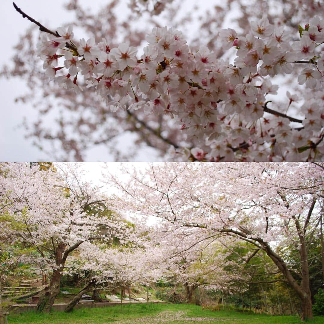 祥吉のグルメインスタ
