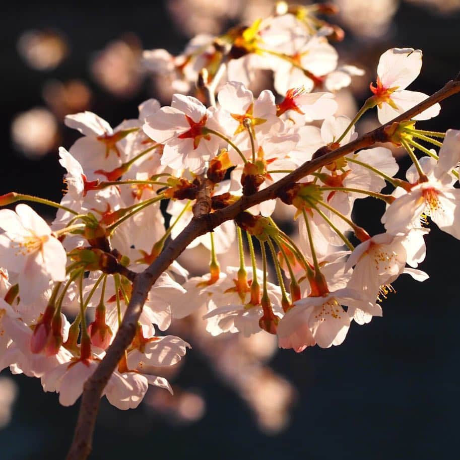 川崎麻世さんのインスタグラム写真 - (川崎麻世Instagram)「枚方市PR大使の川﨑麻世です。枚方市が桜フォトキャンペーンを開催中！インスタグラムで2019年に撮影した市内の桜写真を募集してます。  詳しくは  https://www.city.hirakata.osaka.jp/0000017336.html  https://www.instagram.com/p/BvNbh2LnO2I/」4月14日 7時20分 - mayokawasaki