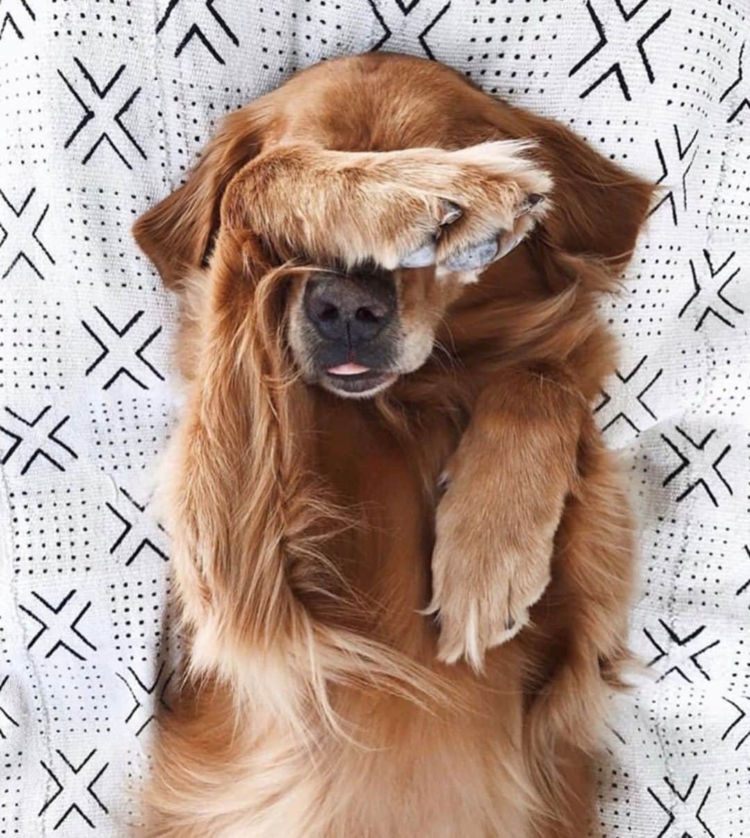 チェイサーのインスタグラム：「Saturday sleepies😴 @danielleebrownn #chaserbrand」