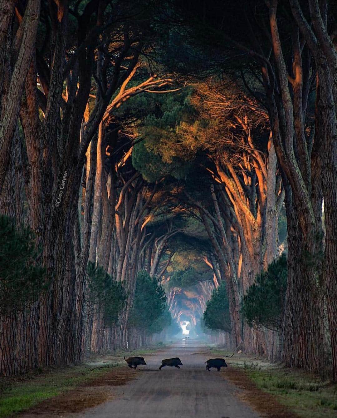 Canon Photographyさんのインスタグラム写真 - (Canon PhotographyInstagram)「Amazing tree tunnel in Italy. How awesome is that?  Photography | @carlocafferini  #treetunnel #tree_brillance #tree_captures #italy #pisa #boar」4月14日 7時30分 - cpcollectives