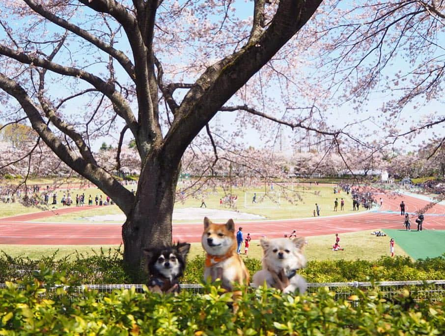 豆柴にこちゃんさんのインスタグラム写真 - (豆柴にこちゃんInstagram)「🐕🐕🐕 おはよー 昨日は、#ワンダフルネイチャーヴィレッジ に行く前に、 通り道でネイチャーヴィレッジまで車で10分くらいのところにある、#秋留台公園 へ寄り道🚗 . 都心より遅れて桜が満開🌸 一番きれいに咲いてるグラウンドは犬禁止で入れなかったけど、外周の道回るだけでもお花満喫できました。 . 園内に菜の花もあったし、 公園出て道路挟んだ先にも大きい菜の花畑があったよー . 意外と穴場‼️ . @shiroma102 . #柴犬#豆柴#pecoいぬ部#犬#わんこ#犬#ここ柴部#shibainu#dog#mameshiba#pecotv#dog#いぬのきもち部#しばいぬ#しばけん#こいぬ#シバイヌ#いぬ#イヌ#赤柴#マメシバ#ペット#日本犬#子犬#puppy#doggo#pet」4月14日 7時31分 - nikochan.mame48