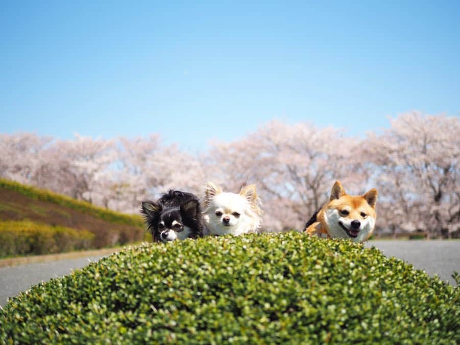 豆柴にこちゃんさんのインスタグラム写真 - (豆柴にこちゃんInstagram)「🐕🐕🐕 おはよー 昨日は、#ワンダフルネイチャーヴィレッジ に行く前に、 通り道でネイチャーヴィレッジまで車で10分くらいのところにある、#秋留台公園 へ寄り道🚗 . 都心より遅れて桜が満開🌸 一番きれいに咲いてるグラウンドは犬禁止で入れなかったけど、外周の道回るだけでもお花満喫できました。 . 園内に菜の花もあったし、 公園出て道路挟んだ先にも大きい菜の花畑があったよー . 意外と穴場‼️ . @shiroma102 . #柴犬#豆柴#pecoいぬ部#犬#わんこ#犬#ここ柴部#shibainu#dog#mameshiba#pecotv#dog#いぬのきもち部#しばいぬ#しばけん#こいぬ#シバイヌ#いぬ#イヌ#赤柴#マメシバ#ペット#日本犬#子犬#puppy#doggo#pet」4月14日 7時31分 - nikochan.mame48