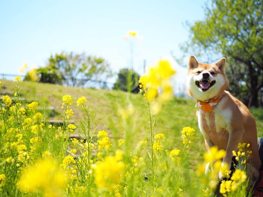 豆柴にこちゃんさんのインスタグラム写真 - (豆柴にこちゃんInstagram)「🐕🐕🐕 おはよー 昨日は、#ワンダフルネイチャーヴィレッジ に行く前に、 通り道でネイチャーヴィレッジまで車で10分くらいのところにある、#秋留台公園 へ寄り道🚗 . 都心より遅れて桜が満開🌸 一番きれいに咲いてるグラウンドは犬禁止で入れなかったけど、外周の道回るだけでもお花満喫できました。 . 園内に菜の花もあったし、 公園出て道路挟んだ先にも大きい菜の花畑があったよー . 意外と穴場‼️ . @shiroma102 . #柴犬#豆柴#pecoいぬ部#犬#わんこ#犬#ここ柴部#shibainu#dog#mameshiba#pecotv#dog#いぬのきもち部#しばいぬ#しばけん#こいぬ#シバイヌ#いぬ#イヌ#赤柴#マメシバ#ペット#日本犬#子犬#puppy#doggo#pet」4月14日 7時31分 - nikochan.mame48