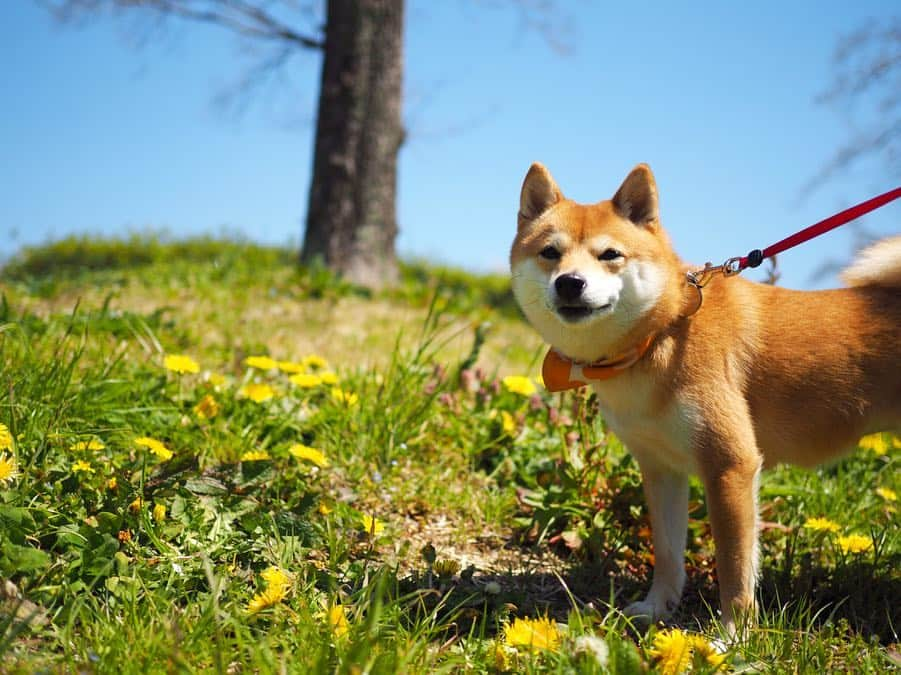 豆柴にこちゃんさんのインスタグラム写真 - (豆柴にこちゃんInstagram)「🐕🐕🐕 おはよー 昨日は、#ワンダフルネイチャーヴィレッジ に行く前に、 通り道でネイチャーヴィレッジまで車で10分くらいのところにある、#秋留台公園 へ寄り道🚗 . 都心より遅れて桜が満開🌸 一番きれいに咲いてるグラウンドは犬禁止で入れなかったけど、外周の道回るだけでもお花満喫できました。 . 園内に菜の花もあったし、 公園出て道路挟んだ先にも大きい菜の花畑があったよー . 意外と穴場‼️ . @shiroma102 . #柴犬#豆柴#pecoいぬ部#犬#わんこ#犬#ここ柴部#shibainu#dog#mameshiba#pecotv#dog#いぬのきもち部#しばいぬ#しばけん#こいぬ#シバイヌ#いぬ#イヌ#赤柴#マメシバ#ペット#日本犬#子犬#puppy#doggo#pet」4月14日 7時31分 - nikochan.mame48