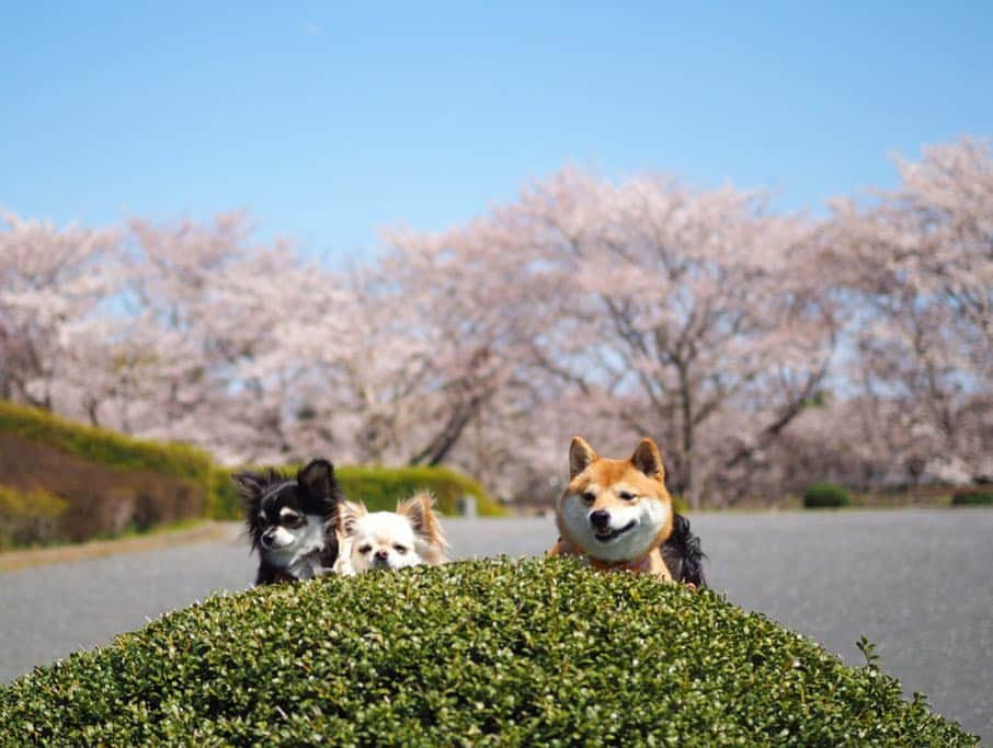 豆柴にこちゃんさんのインスタグラム写真 - (豆柴にこちゃんInstagram)「🐕🐕🐕 おはよー 昨日は、#ワンダフルネイチャーヴィレッジ に行く前に、 通り道でネイチャーヴィレッジまで車で10分くらいのところにある、#秋留台公園 へ寄り道🚗 . 都心より遅れて桜が満開🌸 一番きれいに咲いてるグラウンドは犬禁止で入れなかったけど、外周の道回るだけでもお花満喫できました。 . 園内に菜の花もあったし、 公園出て道路挟んだ先にも大きい菜の花畑があったよー . 意外と穴場‼️ . @shiroma102 . #柴犬#豆柴#pecoいぬ部#犬#わんこ#犬#ここ柴部#shibainu#dog#mameshiba#pecotv#dog#いぬのきもち部#しばいぬ#しばけん#こいぬ#シバイヌ#いぬ#イヌ#赤柴#マメシバ#ペット#日本犬#子犬#puppy#doggo#pet」4月14日 7時31分 - nikochan.mame48