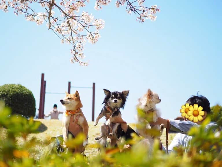 豆柴にこちゃんさんのインスタグラム写真 - (豆柴にこちゃんInstagram)「🐕🐕🐕 おはよー 昨日は、#ワンダフルネイチャーヴィレッジ に行く前に、 通り道でネイチャーヴィレッジまで車で10分くらいのところにある、#秋留台公園 へ寄り道🚗 . 都心より遅れて桜が満開🌸 一番きれいに咲いてるグラウンドは犬禁止で入れなかったけど、外周の道回るだけでもお花満喫できました。 . 園内に菜の花もあったし、 公園出て道路挟んだ先にも大きい菜の花畑があったよー . 意外と穴場‼️ . @shiroma102 . #柴犬#豆柴#pecoいぬ部#犬#わんこ#犬#ここ柴部#shibainu#dog#mameshiba#pecotv#dog#いぬのきもち部#しばいぬ#しばけん#こいぬ#シバイヌ#いぬ#イヌ#赤柴#マメシバ#ペット#日本犬#子犬#puppy#doggo#pet」4月14日 7時31分 - nikochan.mame48