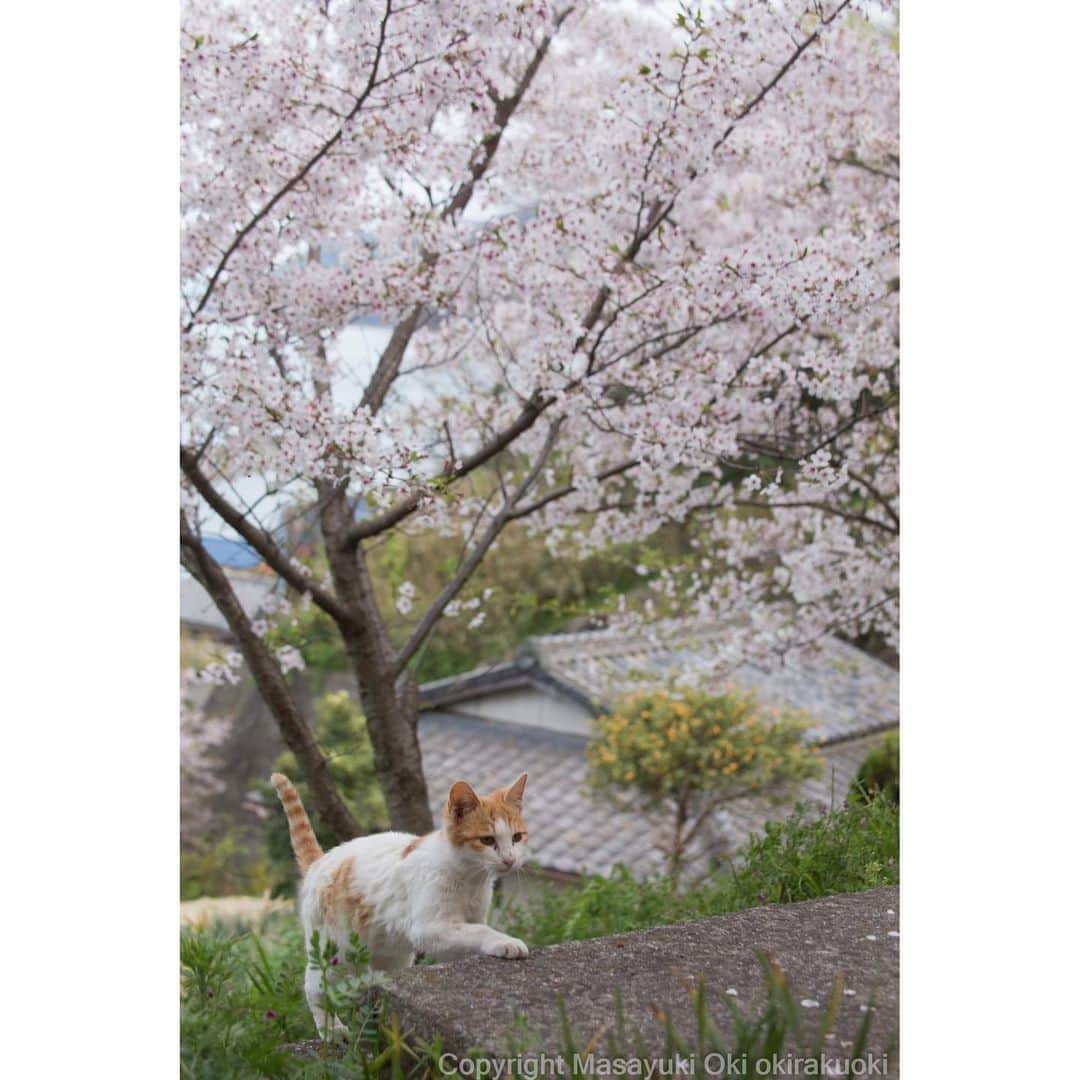 Masayukiさんのインスタグラム写真 - (MasayukiInstagram)「春満開。  おはようございます。 Good morning from Kagawa ☁️ #cat #ねこ」4月14日 7時56分 - okirakuoki