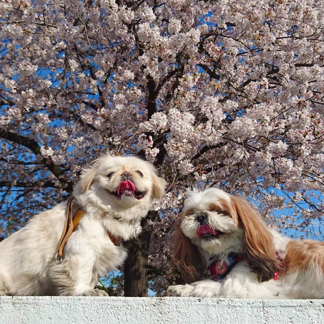 Kukkaさんのインスタグラム写真 - (KukkaInstagram)「お花見🐶🌸 #桜 #サクラ」4月14日 8時17分 - twtkukka