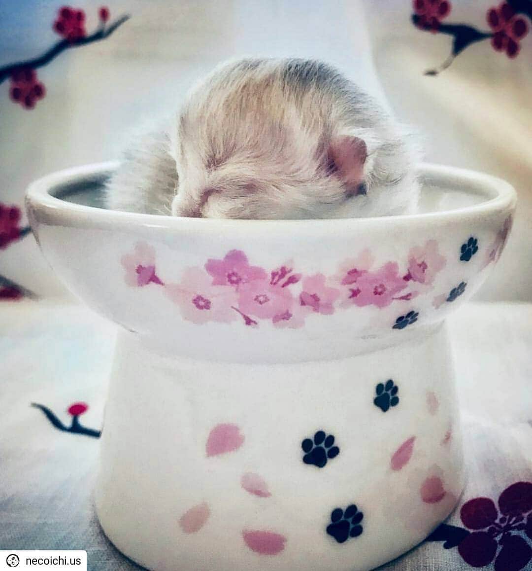猫壱（ねこいち•ネコイチ）さんのインスタグラム写真 - (猫壱（ねこいち•ネコイチ）Instagram)「すっぽり🌸 ▫ ▫ #食べちゃいたいくらい可愛い #けど可愛すぎて食べれない #なんでそこで寝ちゃったの😁 ▫ ▫ :::::::::#猫壱 ::::::: Instagramに登場した商品はプロフィールのリンクよりご覧いただけます🎶 気になる方は @necoichicojp からチェックしてくださいね❤ ▫ ▫ #ハッピーダイニング #限定脚付フードボウル SAKURA Repost @necoichi.us  Special thanks to @lavenderscattery ✨」4月14日 8時22分 - necoichicojp