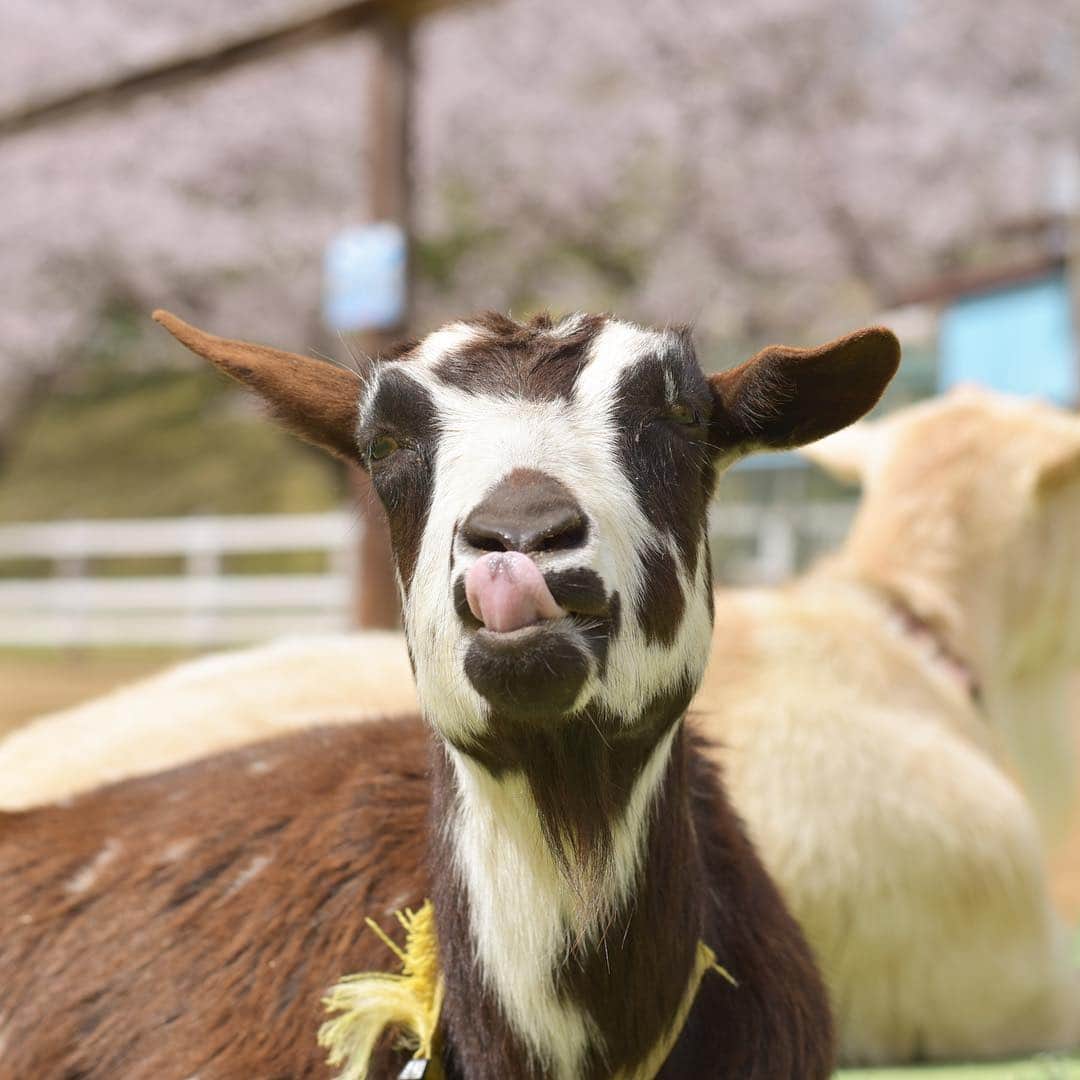 成田ゆめ牧場さんのインスタグラム写真 - (成田ゆめ牧場Instagram)「ぽぽの特技 てへぺろ？  #成田ゆめ牧場 #ヤギ #ヤギスタグラム #ふわもこ部  #牧場 #千葉県 #成田 #おでかけ#naritadreamfarm #farm #farmstagram #goat #goatstagram」4月14日 8時23分 - yumebokujo