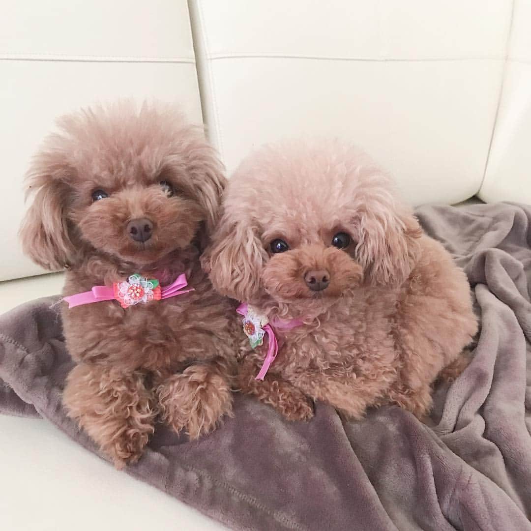 ももちゃん & まろんたんのインスタグラム：「おはようございます☀ 今日、寒い、、？？？ 暑くても寒くても、ももちゃん&まろんたんはフワモコの上でくっついています💦 ・ ・ #dog #dogs #dogstagram #poodle #poodles #poodlelove #poodleclub #toypoodle #toypoodles #toypoodlelove #toypoodleclub #east_dog_japan #all_dog_japan #ig_poodle #poodlesofficial #ふわふわ #ふわもこ部 #トイプードル #トイプードル部 #トイプードル大好き #トイプードル多頭飼い #まろんたん #ティーカッププードル #わんこなしでは生きていけません会 #pecoいぬ部 #joker六本木ヒルズ店 #トリミング #ももちゃん #toypoodleofficial」