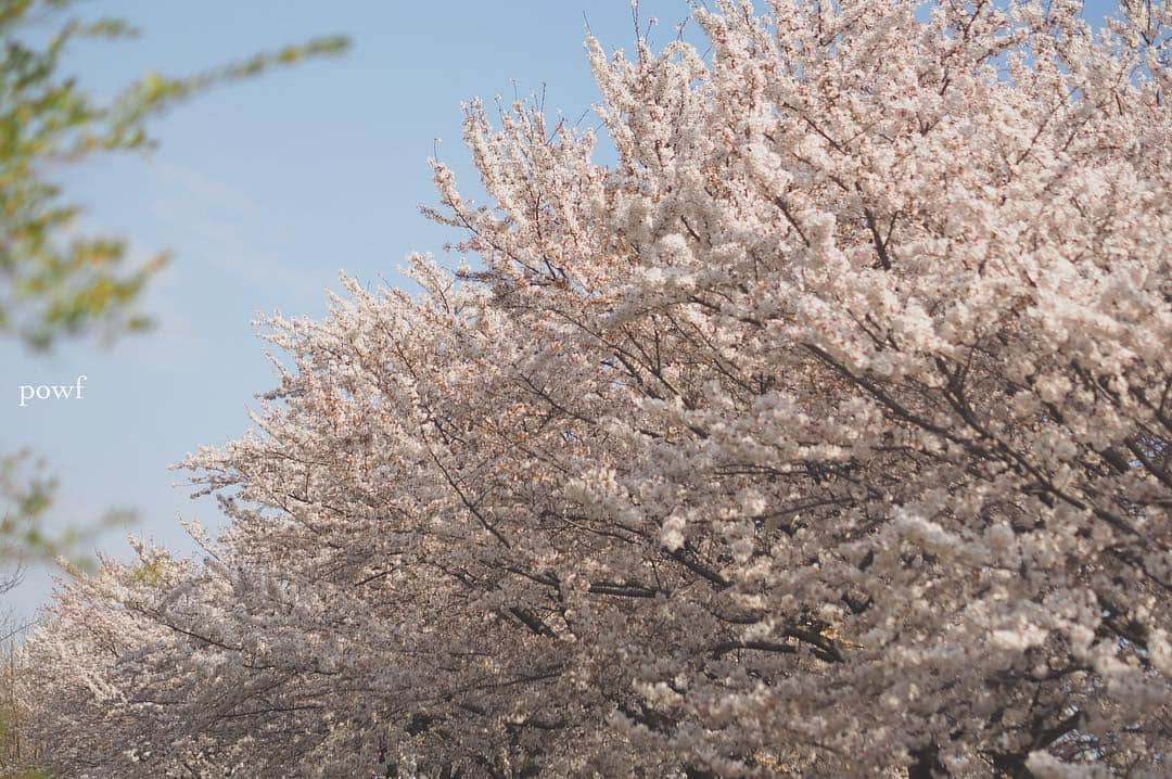 anemone_69さんのインスタグラム写真 - (anemone_69Instagram)「. . ⋆*🌸*⋆ฺ｡* . . #ソメイヨシノ #染井吉野 #sakura #サクラ #桜#cherryblossom . . .」4月14日 9時22分 - powf