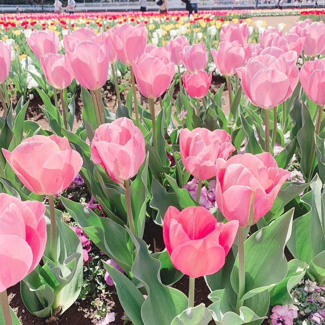 五十嵐茉優さんのインスタグラム写真 - (五十嵐茉優Instagram)「ㅤ ㅤ 昨日あけぼの山農業公園で開催されていた チューリップフェスティバルに行ってきました🐇🌷 ㅤ 16万球のチューリップが満開で とってもきれいだった(人･_･)♡︎ ㅤ お洋服は・・・ jacket & bag  @jillbyjillstuart_official  tops & skirt & belt  @__luluem  ㅤ #あけぼの山公園 #チューリップ畑 #チューリップ #風車 #お花畑 #お花のある暮らし #花マップ #かわ育 #fasmees #いいね #instagood #instalike #きょコ #いつコ #コーディネート #韓国ファッション #jillbyjillstuart #ray公認インフルエンサー #まうしふく」4月14日 18時54分 - mau08us