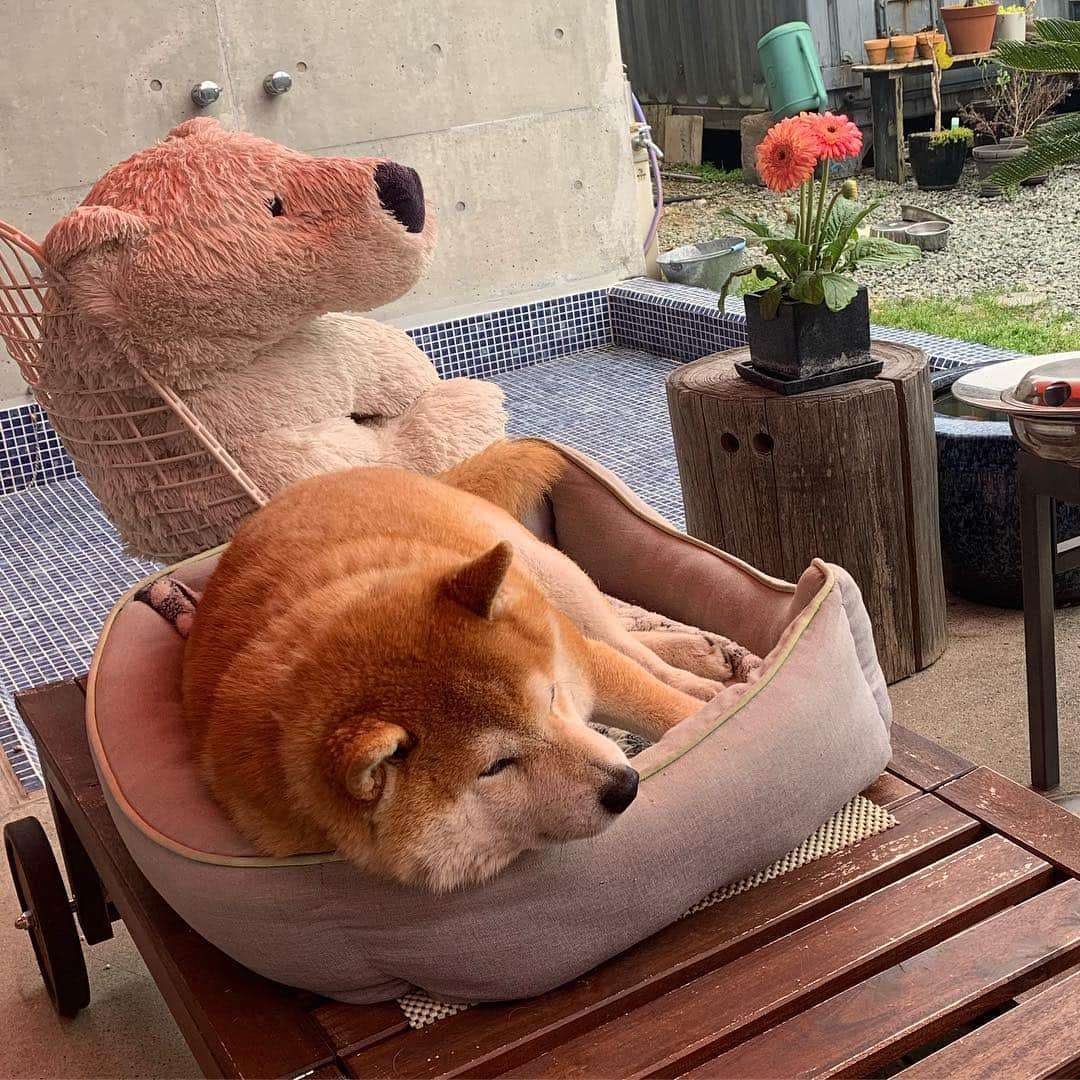 柴犬 たろさんのインスタグラム写真 - (柴犬 たろInstagram)「こんばんはぁ🐻💕 あのね、飼い主がお花をたくさん買って🌼喜んでるよ🐻🐖 毎年植えてるラベンダー😈 初めて買ったガーベラ❁⃘*.ﾟ あとね、たろの周りに虫が来ないように、サラセニアという食虫植物を買ってみたよ🐛🐞 🐜🐝 蚊取草は、1度植えると、数年間はえてるよ、今年もピンくのお花が咲いたよ 🌸 緑の草も吊り下げてみたよ | ε:)_ 🌱 1番最後のウツボカズラも食虫植物だから、これは、部屋の中に置くよ🏠小バエを食べてくれればいいなぁ❤ 🐻 話が長くなったね、浮かれてる飼い主に変わって、僕が説明したよ🐖💕 ✩ ✩ #窓を開けて家に侵入する泥棒を偶然撮影🐖 #shibainu #japanesedog #柴犬 #タロが肥料の油カス食べた🐻焦るわ😭」4月14日 18時50分 - tarochantarochan