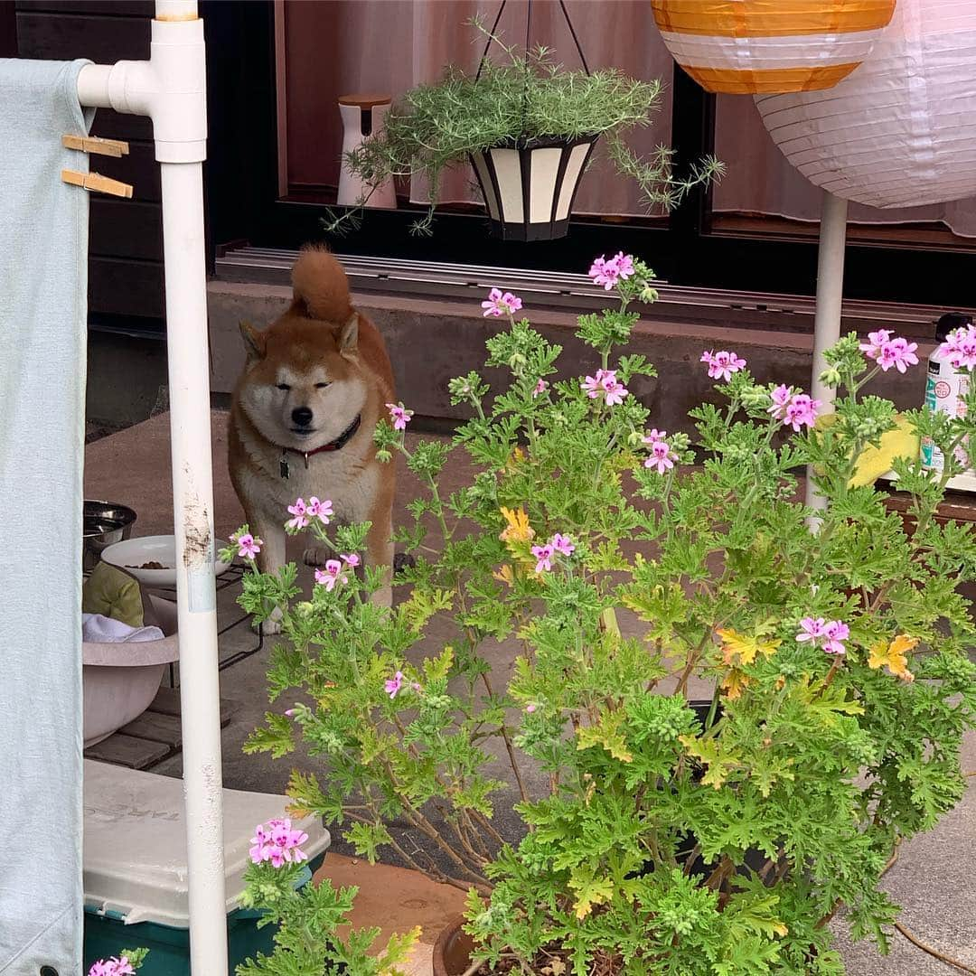 柴犬 たろさんのインスタグラム写真 - (柴犬 たろInstagram)「こんばんはぁ🐻💕 あのね、飼い主がお花をたくさん買って🌼喜んでるよ🐻🐖 毎年植えてるラベンダー😈 初めて買ったガーベラ❁⃘*.ﾟ あとね、たろの周りに虫が来ないように、サラセニアという食虫植物を買ってみたよ🐛🐞 🐜🐝 蚊取草は、1度植えると、数年間はえてるよ、今年もピンくのお花が咲いたよ 🌸 緑の草も吊り下げてみたよ | ε:)_ 🌱 1番最後のウツボカズラも食虫植物だから、これは、部屋の中に置くよ🏠小バエを食べてくれればいいなぁ❤ 🐻 話が長くなったね、浮かれてる飼い主に変わって、僕が説明したよ🐖💕 ✩ ✩ #窓を開けて家に侵入する泥棒を偶然撮影🐖 #shibainu #japanesedog #柴犬 #タロが肥料の油カス食べた🐻焦るわ😭」4月14日 18時50分 - tarochantarochan