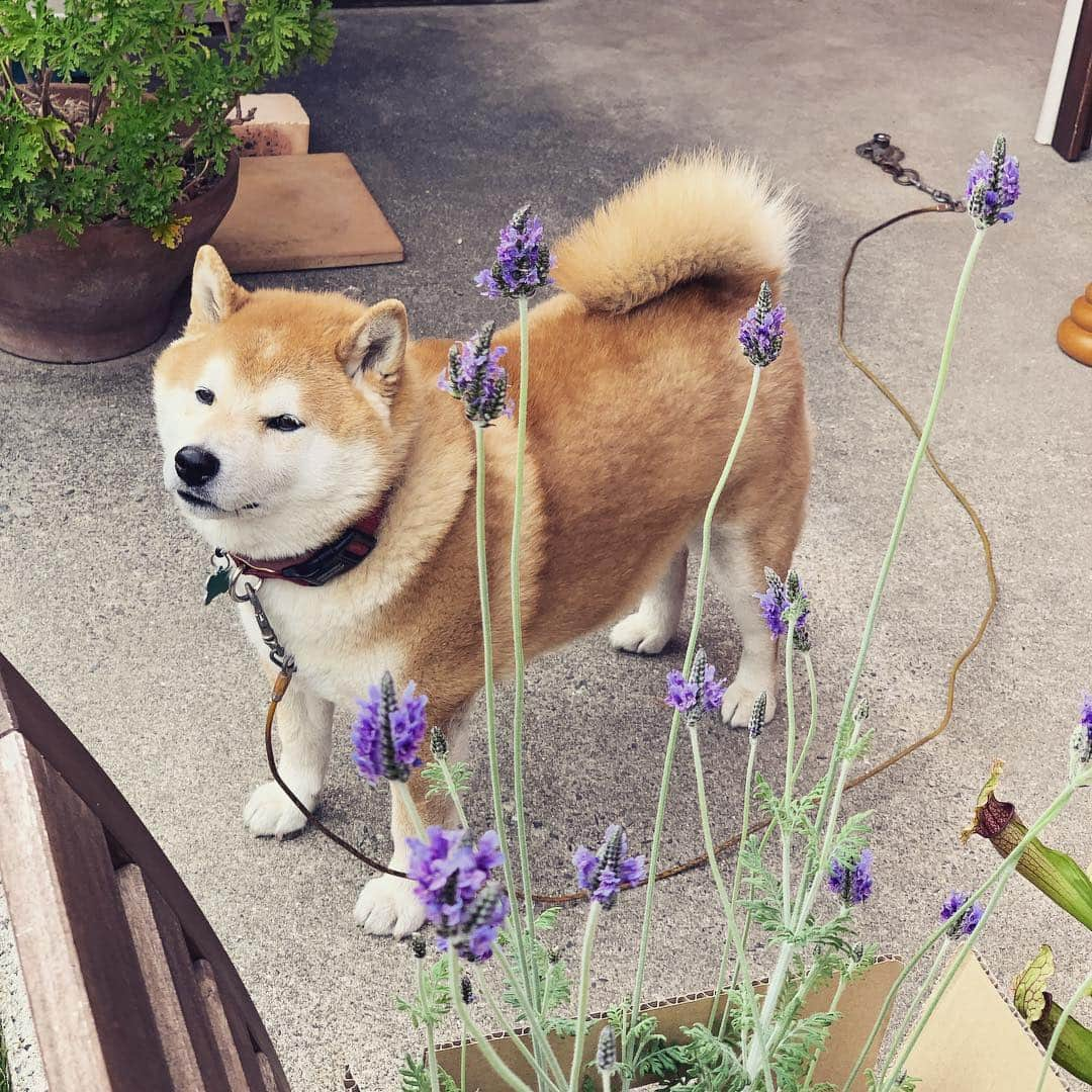 柴犬 たろさんのインスタグラム写真 - (柴犬 たろInstagram)「こんばんはぁ🐻💕 あのね、飼い主がお花をたくさん買って🌼喜んでるよ🐻🐖 毎年植えてるラベンダー😈 初めて買ったガーベラ❁⃘*.ﾟ あとね、たろの周りに虫が来ないように、サラセニアという食虫植物を買ってみたよ🐛🐞 🐜🐝 蚊取草は、1度植えると、数年間はえてるよ、今年もピンくのお花が咲いたよ 🌸 緑の草も吊り下げてみたよ | ε:)_ 🌱 1番最後のウツボカズラも食虫植物だから、これは、部屋の中に置くよ🏠小バエを食べてくれればいいなぁ❤ 🐻 話が長くなったね、浮かれてる飼い主に変わって、僕が説明したよ🐖💕 ✩ ✩ #窓を開けて家に侵入する泥棒を偶然撮影🐖 #shibainu #japanesedog #柴犬 #タロが肥料の油カス食べた🐻焦るわ😭」4月14日 18時50分 - tarochantarochan