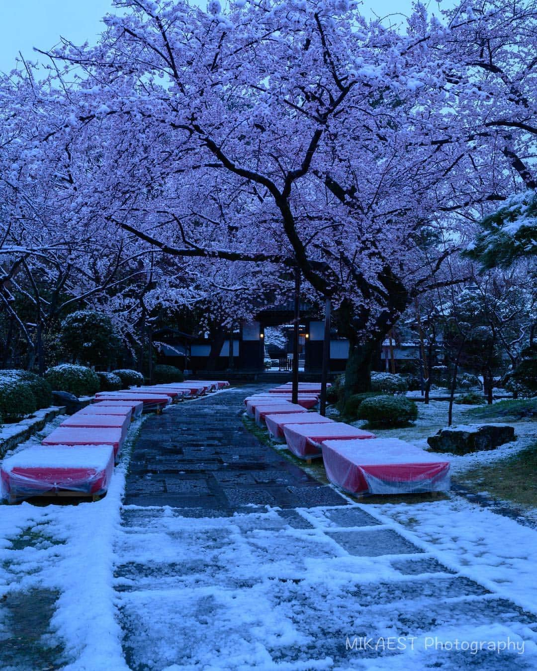 mikaestのインスタグラム：「Snowy Sakura at dawn 夜明けの雪桜 . 仙台って雪が積もっても あっという間に溶ける気がします🙄  これを撮ったつい先日も、サクラが満開になったタイミングでの季節外れの大雪で朝までには5cmは積もっていましたが、夜明けには雪が雨になり、午前中には溶けて、午後には跡形も無くなりました☃️ . #雪の日は早起きできます . #仙台 #宮城 #松音寺 #雪 #桜 #snow #sakura #cherryblossom #行くぜ東北 #春の東北インスタキャンペーン #みやぎ春ジェニック .」