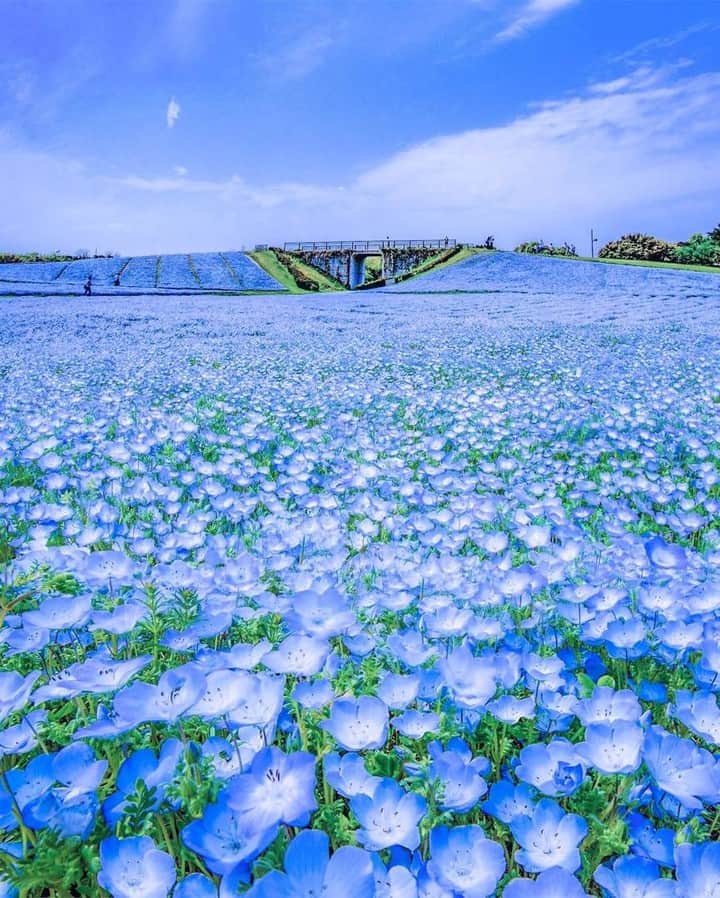 花の写真館のインスタグラム：「Photo by @astrailor_jp.⠀ https://instagram.com/astrailor_jp/⠀ .⠀ Original Post[投稿頂いたURL]⠀ https://www.instagram.com/p/BiOJyK8ghoH/⠀ .⠀ 本アカウントは、 #私の花の写真 をつけてInstagramに投稿された皆さまの花の写真や、「花の写真館」Facebookページで投稿された花の写真を紹介します。⠀ 「花の写真館」Facebookページは、「 @floral.photograph 」のプロフィールにあるURLからご覧ください。⠀ .⠀ #花の写真館 #floralphotograph #floralphoto #flower #flowers #富士フイルム #FUJIFILM⠀ Follow: @floral.photograph」