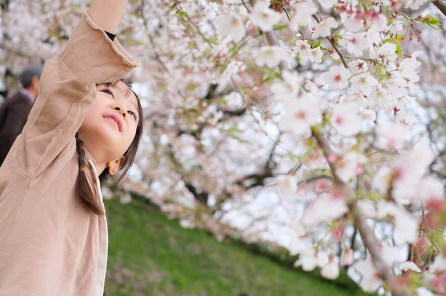 Ai.tさんのインスタグラム写真 - (Ai.tInstagram)「. 菜の花綺麗だったぁ🙆‍♀️❤️ . 葉桜も好き🌸風が吹くたびにひらひら花びらがまって幻想的でした🙆‍♀️🌸 . 今日から #FUJIFILM のミラーレス一眼 #xt30 で撮っていきます🙆‍♀️💓 . xt20すごく画質綺麗だったけど さすがそれ以上👏 色味もそれ以上💓 FUJIFILMのミラーレス一眼好きすぎていいところ永遠に語れる気がする😂🙌 複数より一枚のが画質いいけど記録しときたいの選べないから結局複数😂 . . 渚のパンツ @zarakids の104cmなんだけどもう小さくなった😂💓 でも可愛いから夏まで着れるかな？🤔 洋服のサイズって難しいよねー😂 . . 2019.04.14 #fujifilmxt30」4月14日 19時33分 - ngs.rky.kuy