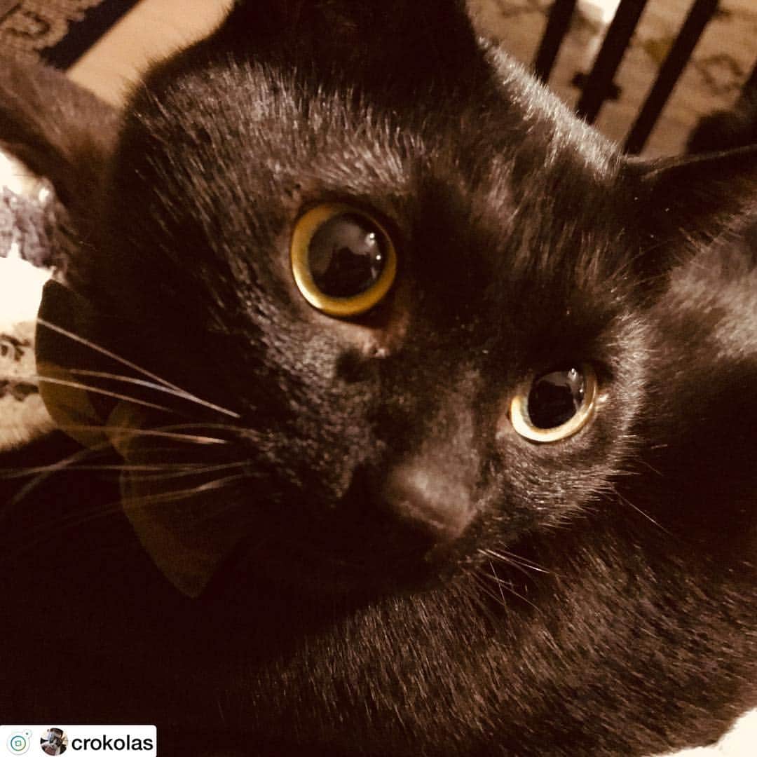 原田良也さんのインスタグラム写真 - (原田良也Instagram)「猫専用アカウント作りました^_^ crokolas です。 #クロマティ君 #マイコラス君 #猫 #にゃんこ」4月14日 19時39分 - irasshassee