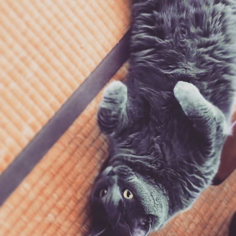 チキン南蛮カレーのルウ王子のグルメインスタ