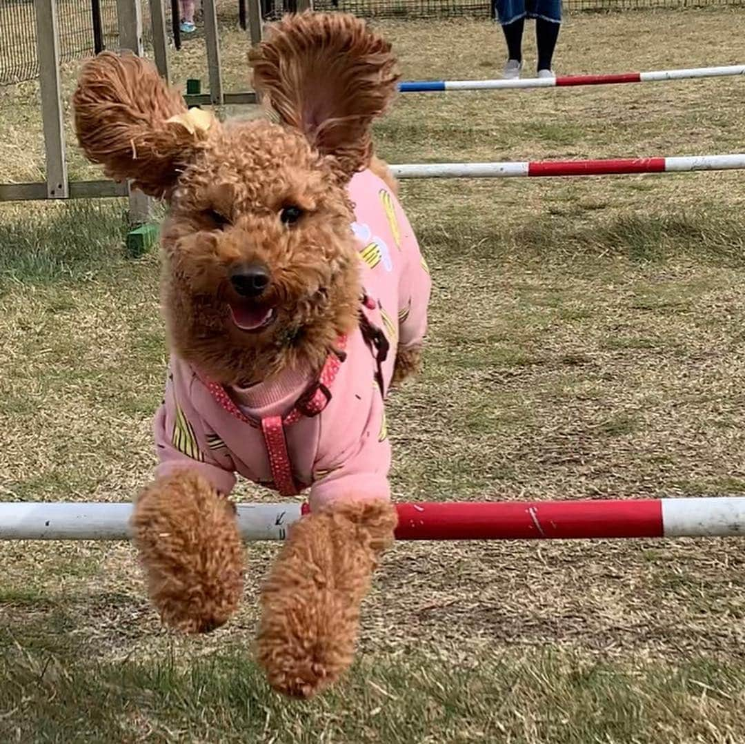 松本弥生さんのインスタグラム写真 - (松本弥生Instagram)「#飛び犬 #飛行犬 #十国峠」4月14日 19時56分 - yayoi_matsumoto841