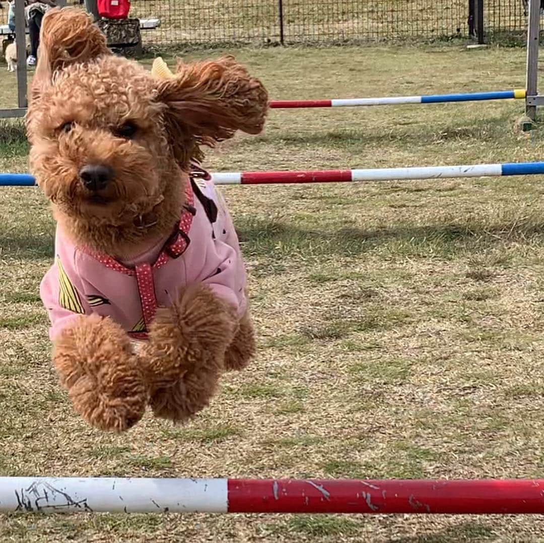 松本弥生さんのインスタグラム写真 - (松本弥生Instagram)「#飛び犬 #飛行犬 #十国峠」4月14日 19時56分 - yayoi_matsumoto841