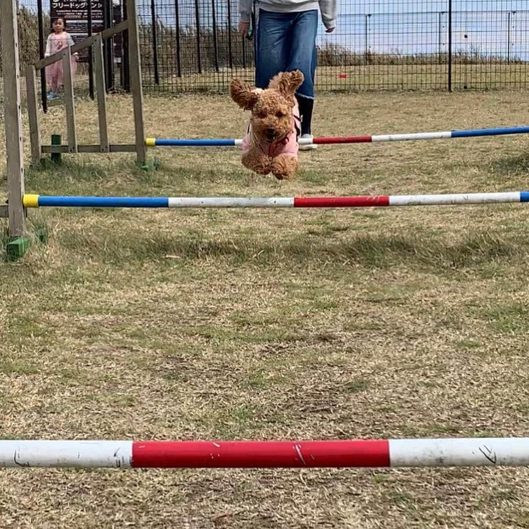 松本弥生さんのインスタグラム写真 - (松本弥生Instagram)「#飛び犬 #飛行犬 #十国峠」4月14日 19時56分 - yayoi_matsumoto841