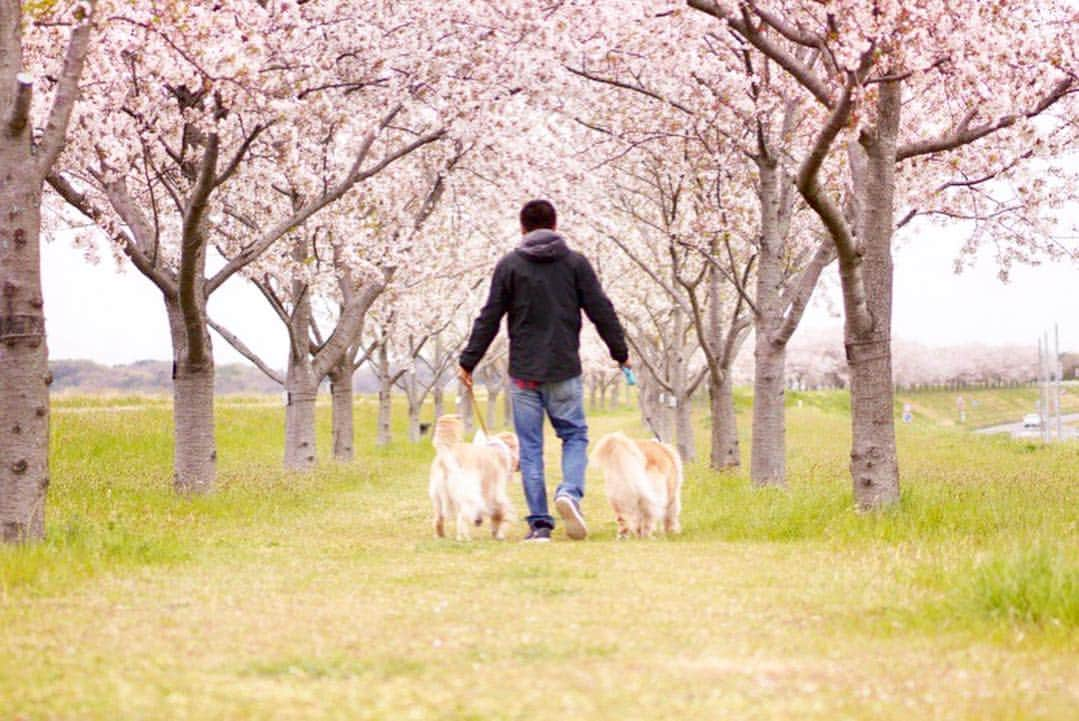 まゆみさんのインスタグラム写真 - (まゆみInstagram)「。 。 🌸SAKURA🌸 。 。 今日は曇り☁️✨ AP撮りに最適な曇り😂 。 だって晴れてると暑いし 光のバランスが不得意だし あーちゃんの目が開かないし いいことない😂 色はあんまり綺麗に出ないけど 曇り好きのあたし😂✨ 。 。 今までのカメラは📷 液晶が素敵だったから 液晶を見て撮っていた。 しかし、 今のカメラは液晶がよく見えないので ファインダーを覗くスタイル と、なると… かなりヤバい格好で撮っているあたし😂😂😂 。 一日中犬の散歩しながら 地べた這って写真を撮る人ってどーよ 。 #変人加速気味 #桜 #ソメイヨシノ 。 。 #ゴールデンレトリバー#goldenretriever#dog#犬#あーるん#golden#retriever#doglover#insta_dog#ぺんぺん子ちゃん#welovegoldens#Instagram#Instagramjapan#Instagramdogs#9gag#dogstagram#dogsofinstagram#dogs#doggy#ぽちゃゴル部」4月14日 19時48分 - aarun_evolution