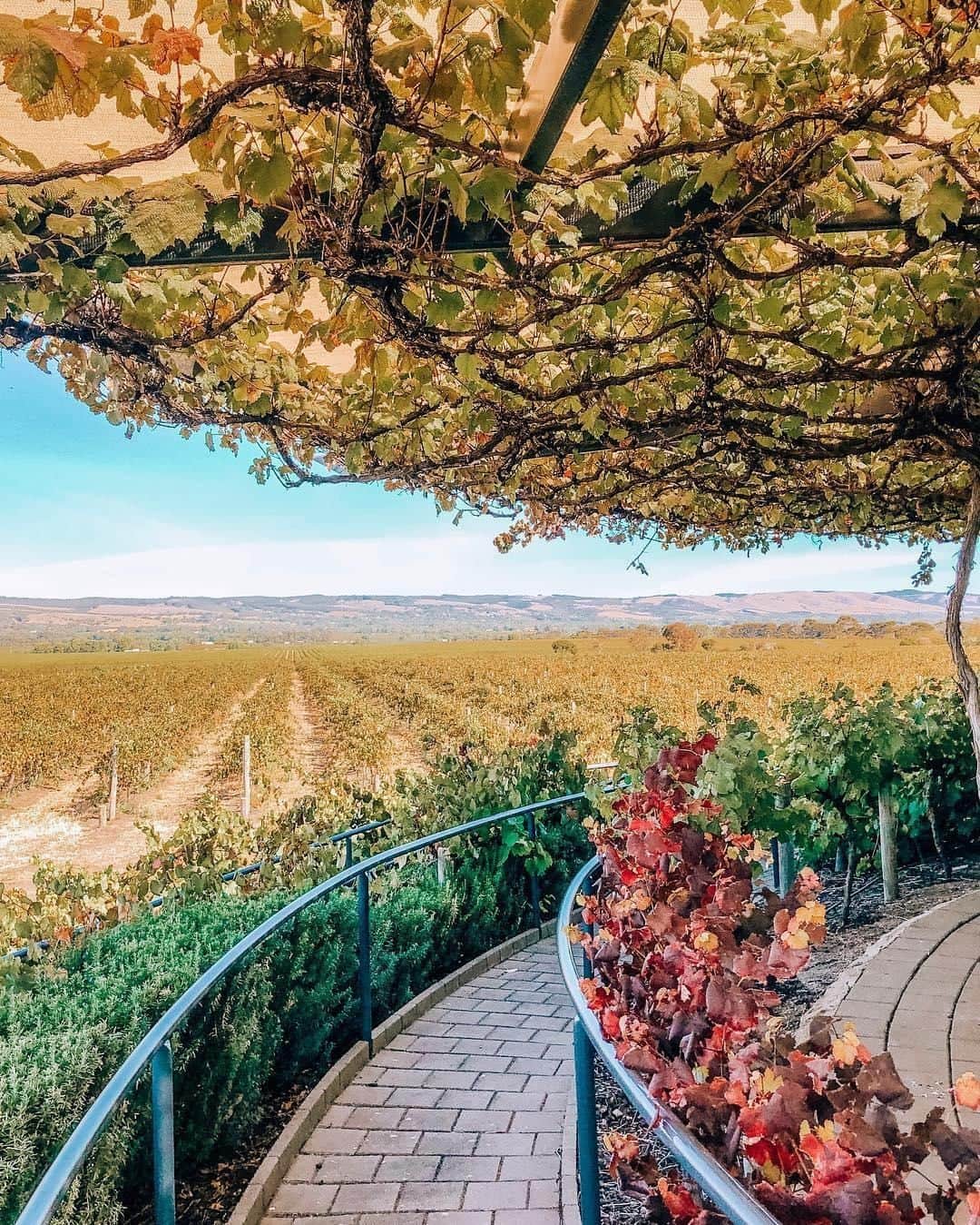 Australiaさんのインスタグラム写真 - (AustraliaInstagram)「Come along and ‘wine’ down in the @mclaren_vale! 🍷 @thelittlebrave spent an autumnal weekend in @southaustralia’s @officialfleurieupeninsula, which included a visit to the scenic @hughhamiltonwines cellar door. Just a 45-minute drive from #Adelaide, the tasting room here has stunning 270-degree views over the #vineyards, so you can see exactly where the grapes were grown as you sample the final product in your wine glass. Settle in for an afternoon tasting session, and choose from the classic ‘Flock Tasting’ flight or the intriguing ‘Bloodline Experience’ to learn more about the family’s extensive #winemaking history.  #seeaustralia #southaustralia #McLarenVale #winery #travel #landscapephotography」4月14日 20時00分 - australia
