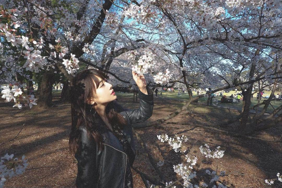 宮瀬彩加さんのインスタグラム写真 - (宮瀬彩加Instagram)「今年も綺麗でした。 私のなかの"桜ソング"はコブクロさん 🌸🌸🌸 . . 人はみな　心の岸辺に　手放したくない花がある それはたくましい花じゃなく　儚く揺れる　一輪花 花びらの数と同じだけ　生きていく強さを感じる . .」4月14日 20時07分 - ayaka_miyase