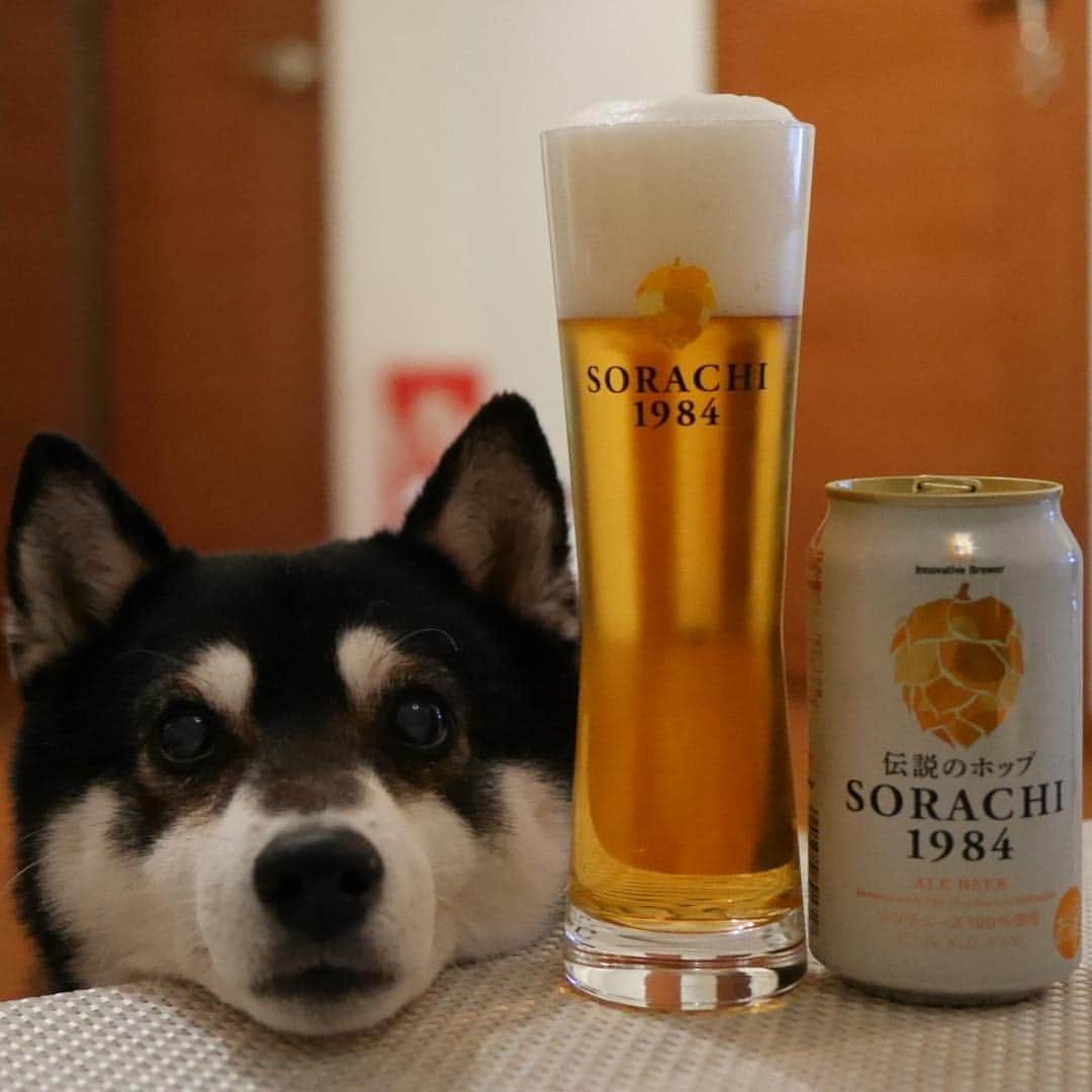 くろさんのインスタグラム写真 - (くろInstagram)「SORACHI1984🍺 #SORACHI1984 #オリジナルグラス #ミッションアンバサダー #SORACHI1984ミッションアンバサダー #ソラチエース #伝説のホップ #InnovativeBrewer #サッポロビール #sapporobeer #lovebeer #⭐️SAPPORO #お疲れちゃんビール #目線の先にはおやつ #晩酌犬 #黒柴 #柴犬 #わんこと一緒 #わんこのいる生活 #わんこのいる暮らし #柴犬と一緒 #柴犬のいる生活 #柴犬のいる暮らし #犬のいる暮らし #犬のいる生活 #ふわもこ部 #ふわもこ部ワンコ #ふわもこ部わんこ #わんだフォ #わんだふるjapan」4月14日 20時09分 - m6bmw