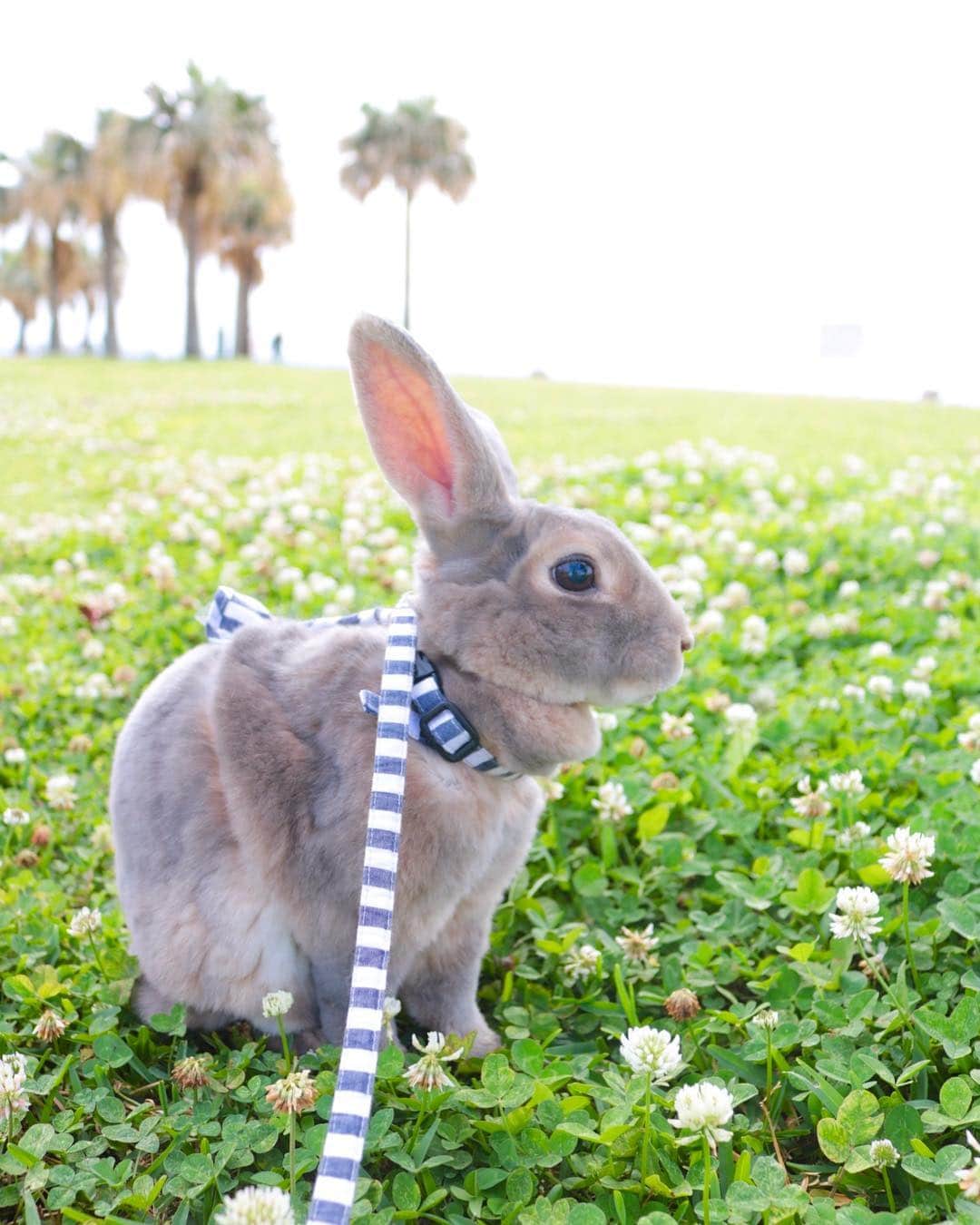 Kayoのインスタグラム：「🌴🐰🍀🐰🌴 換毛してるとこにカンガルーいてる♪」